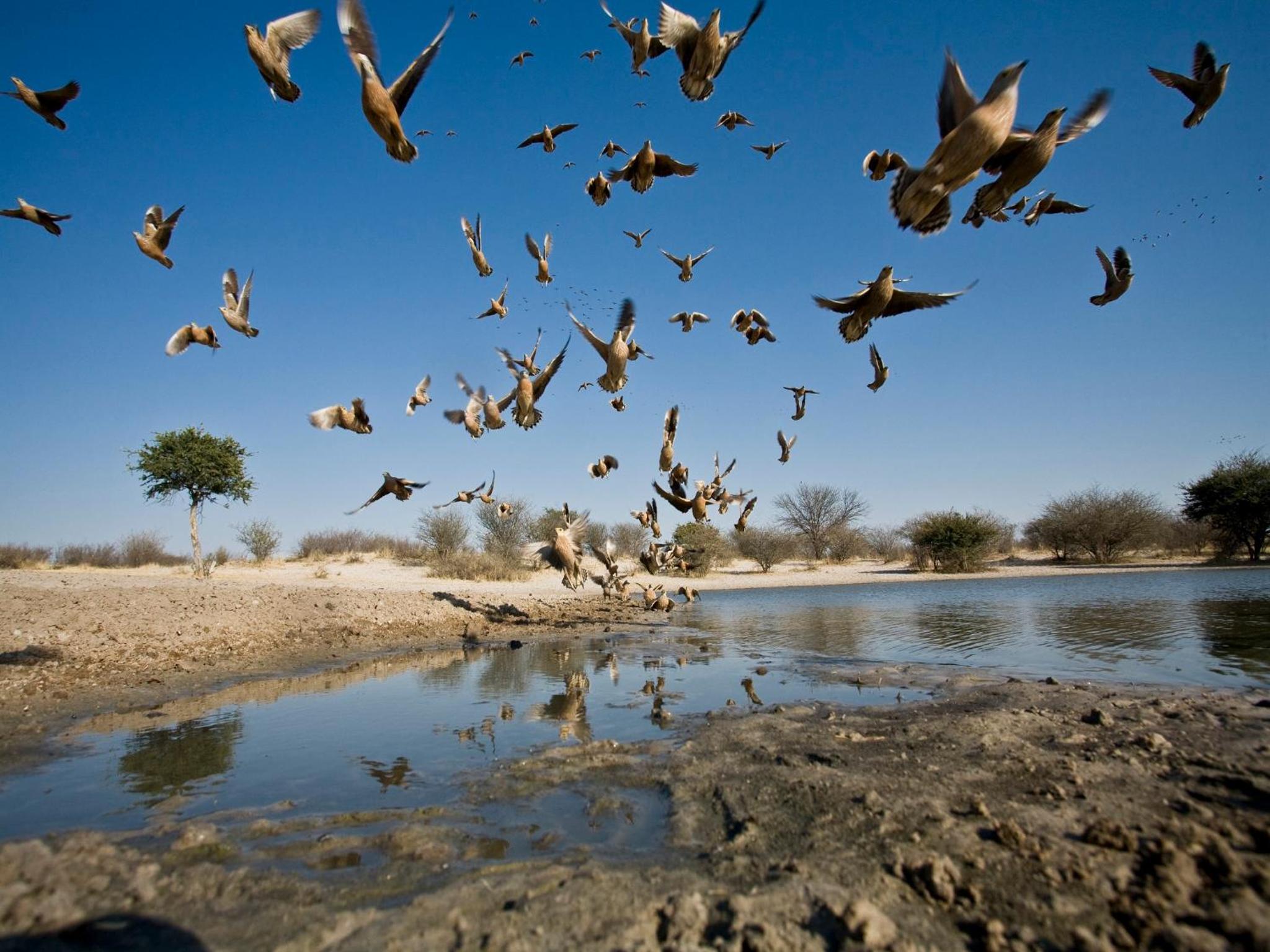 Grassland Safari Lodge