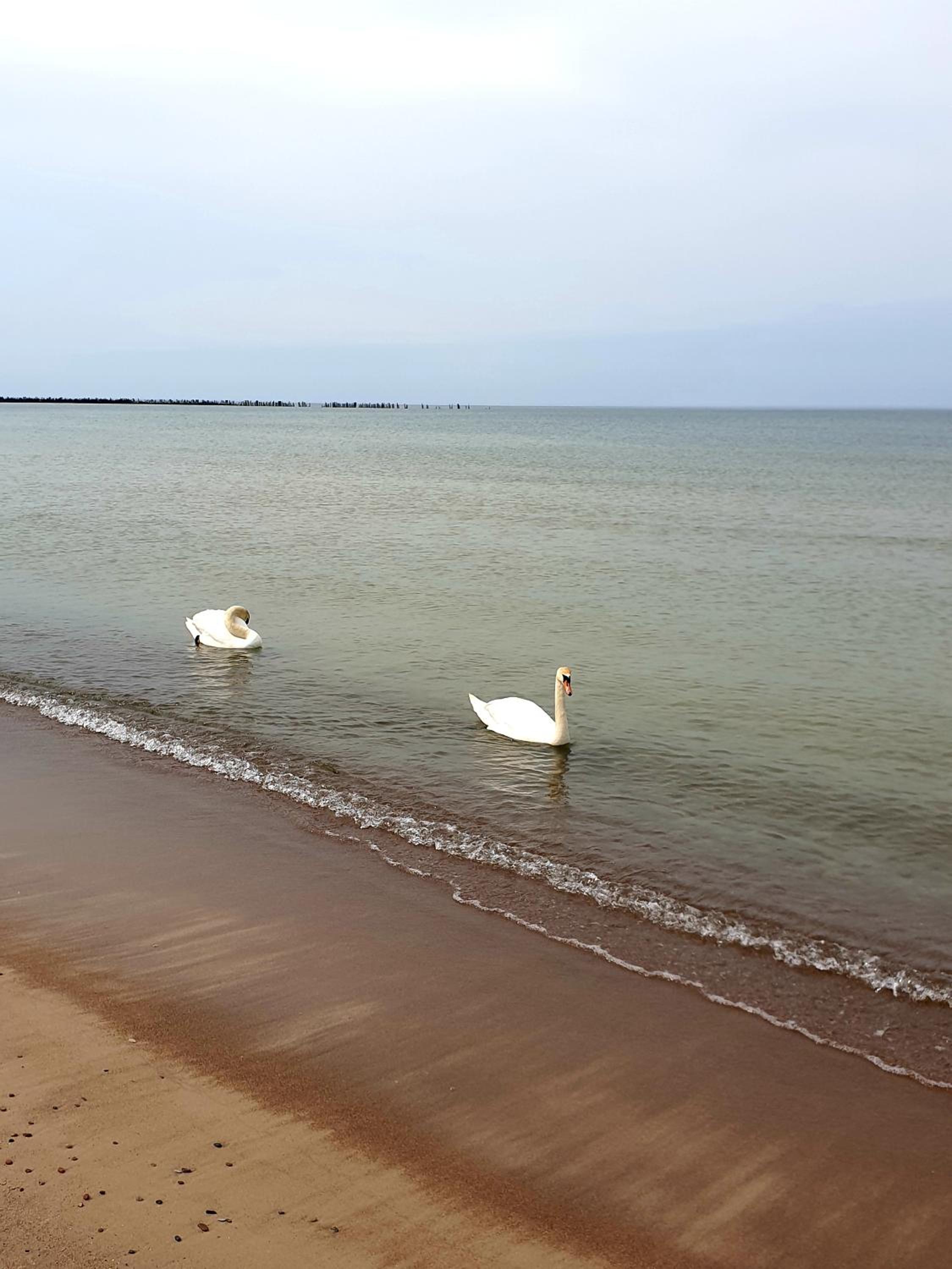 Palanga Apartments Near Baltic Sea view 3