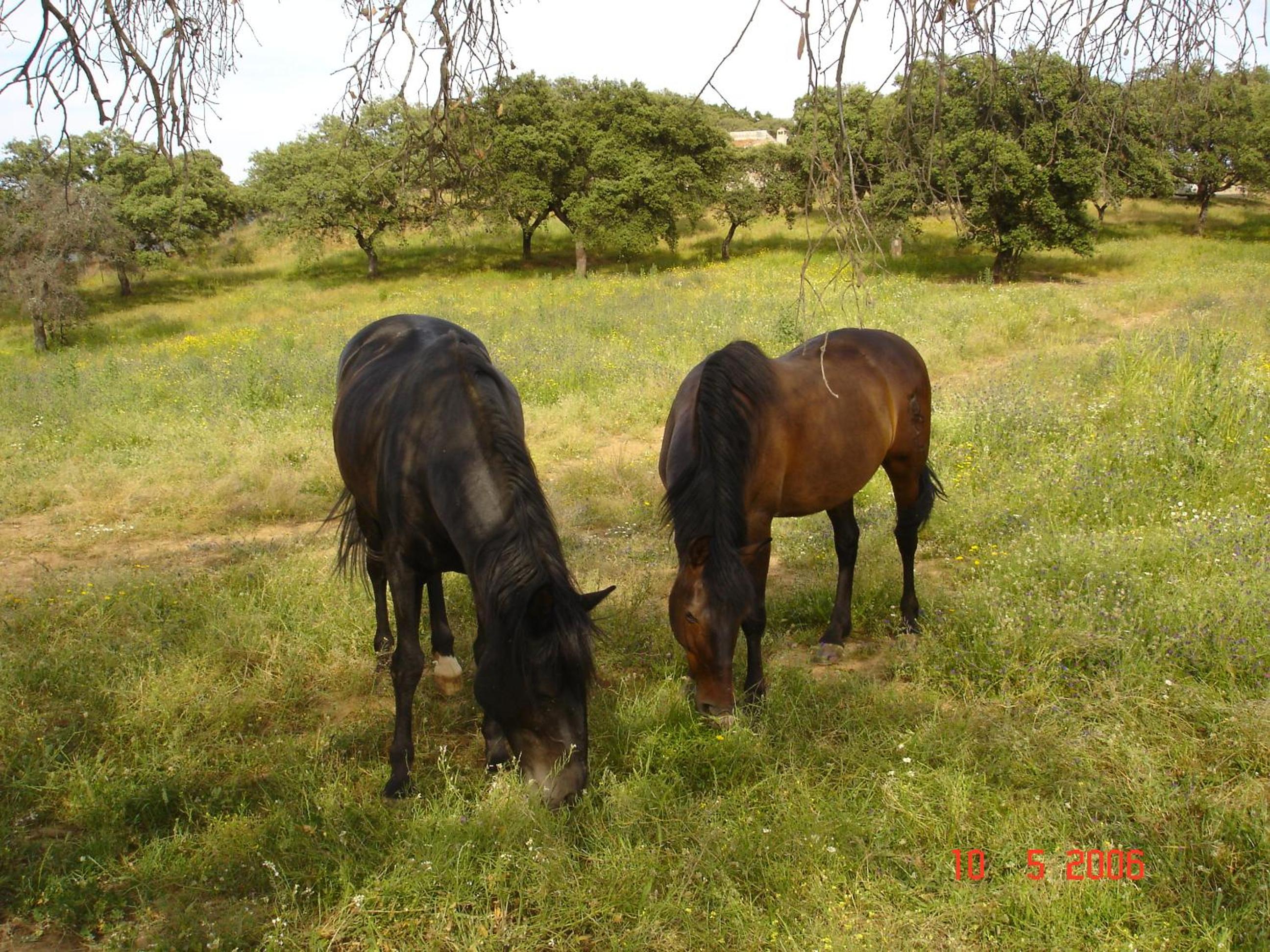 Photo 34