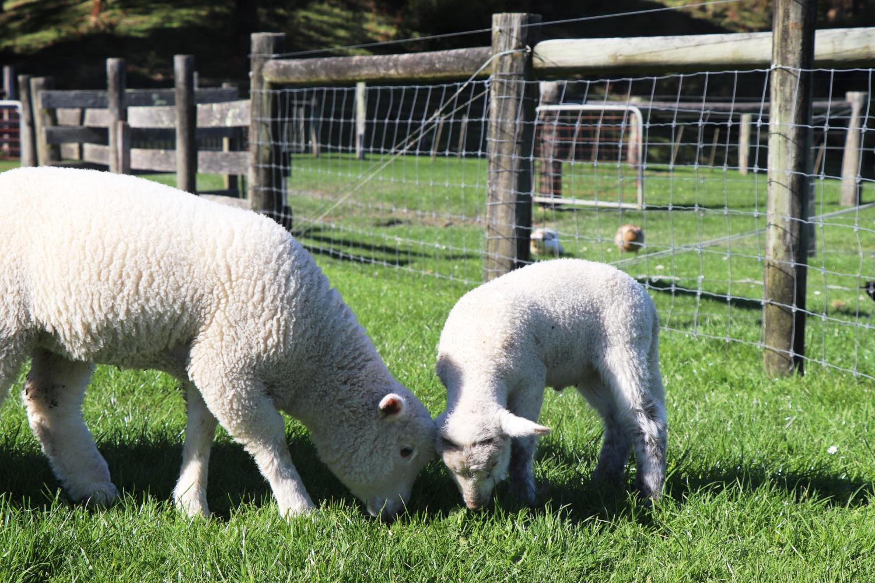 Johanna River Farm & Cottages