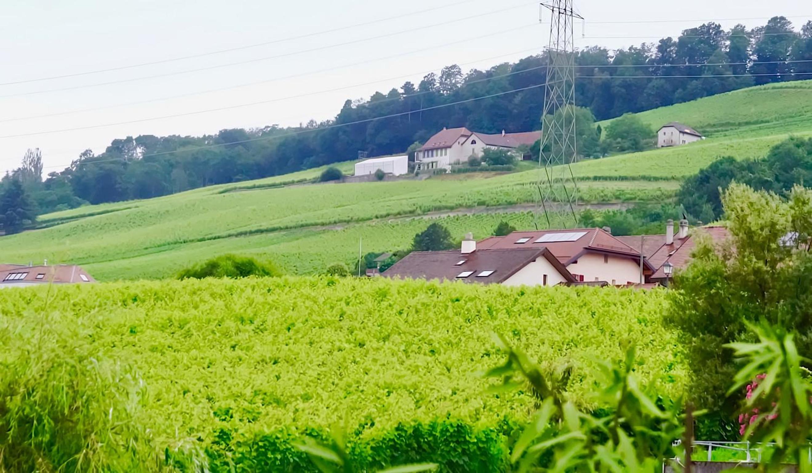 Cave Du Treyblanc
