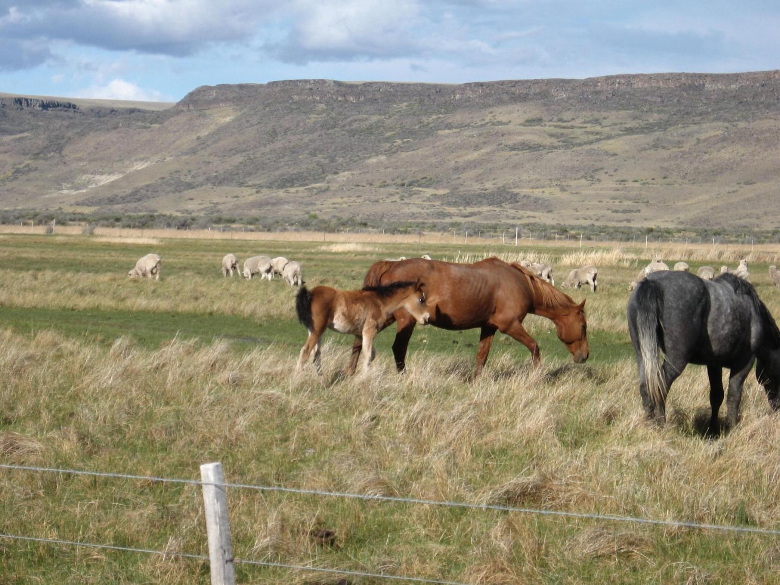 Estancia La Angostura