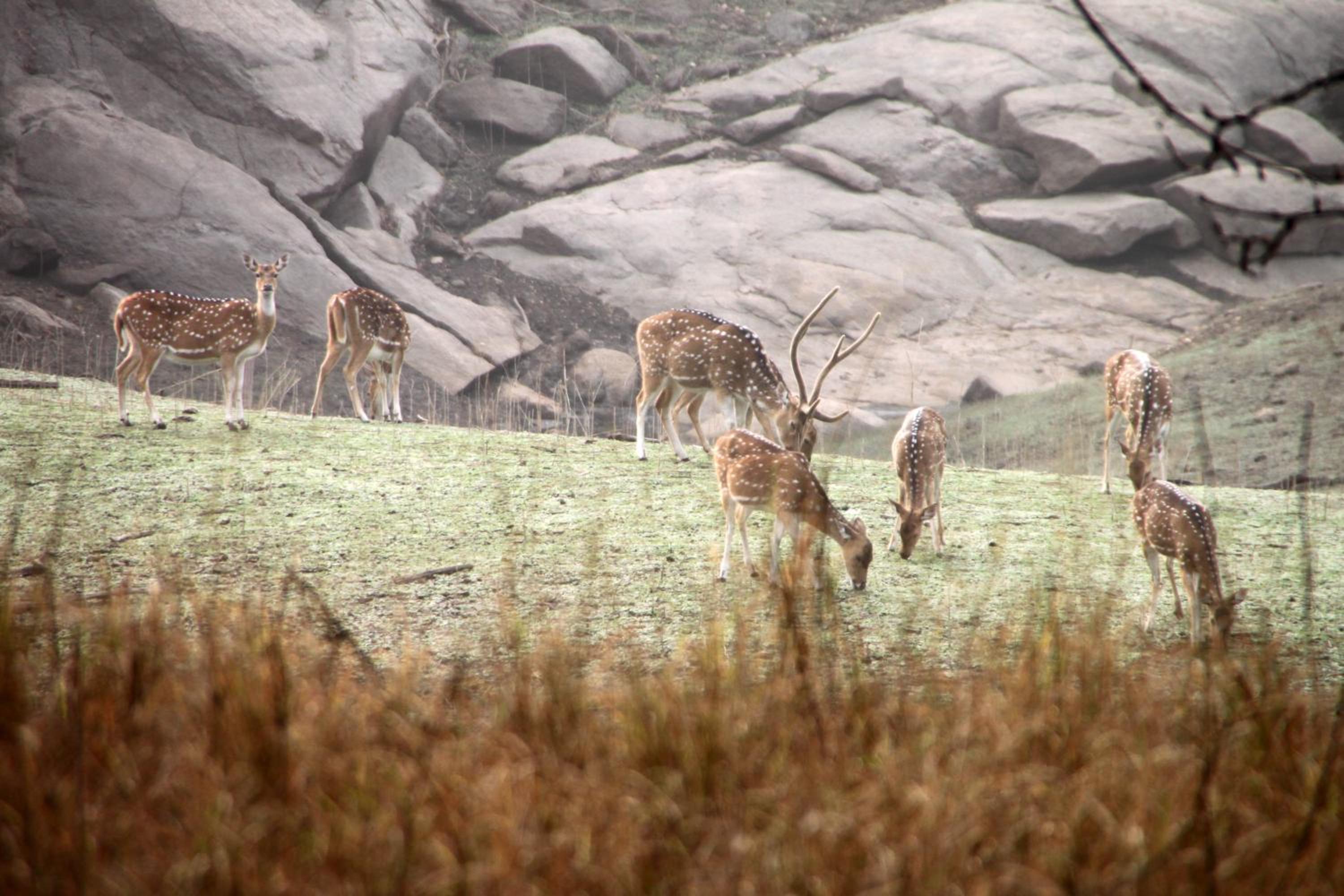 Pench Jungle Camp