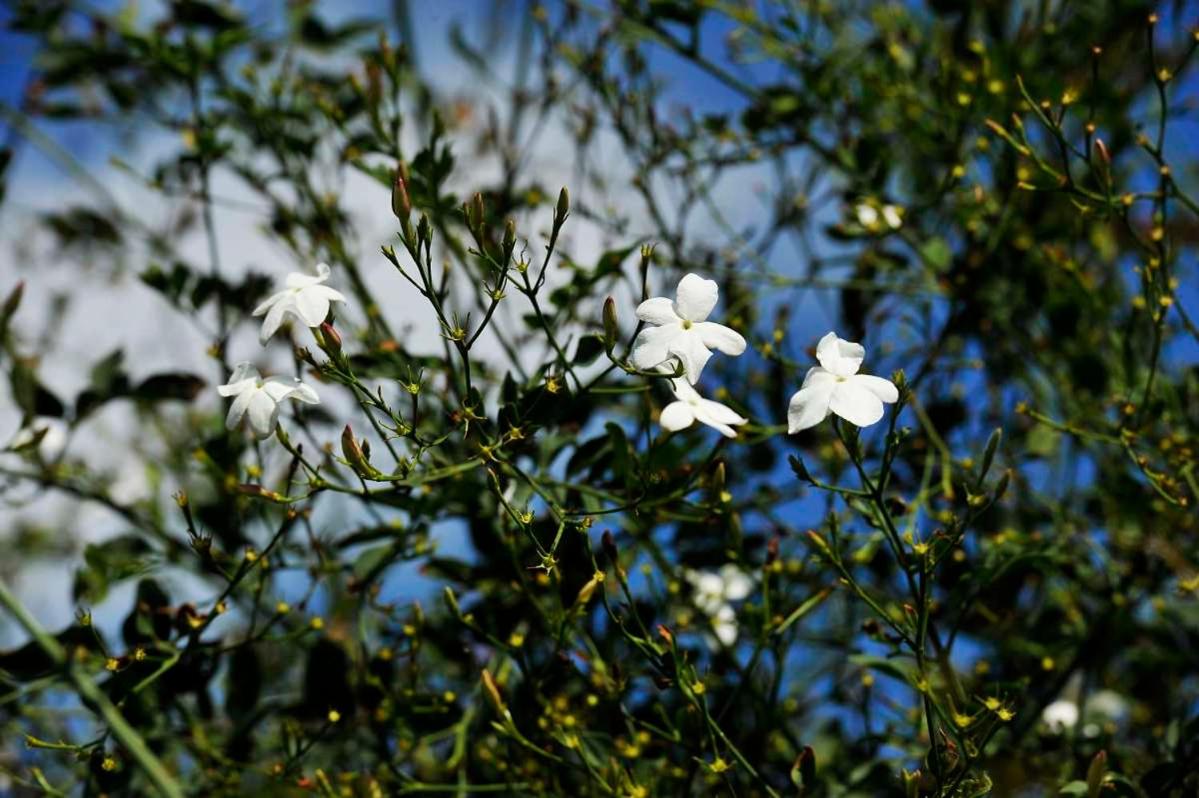Photo 42