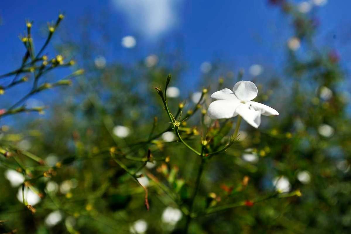 Photo 48