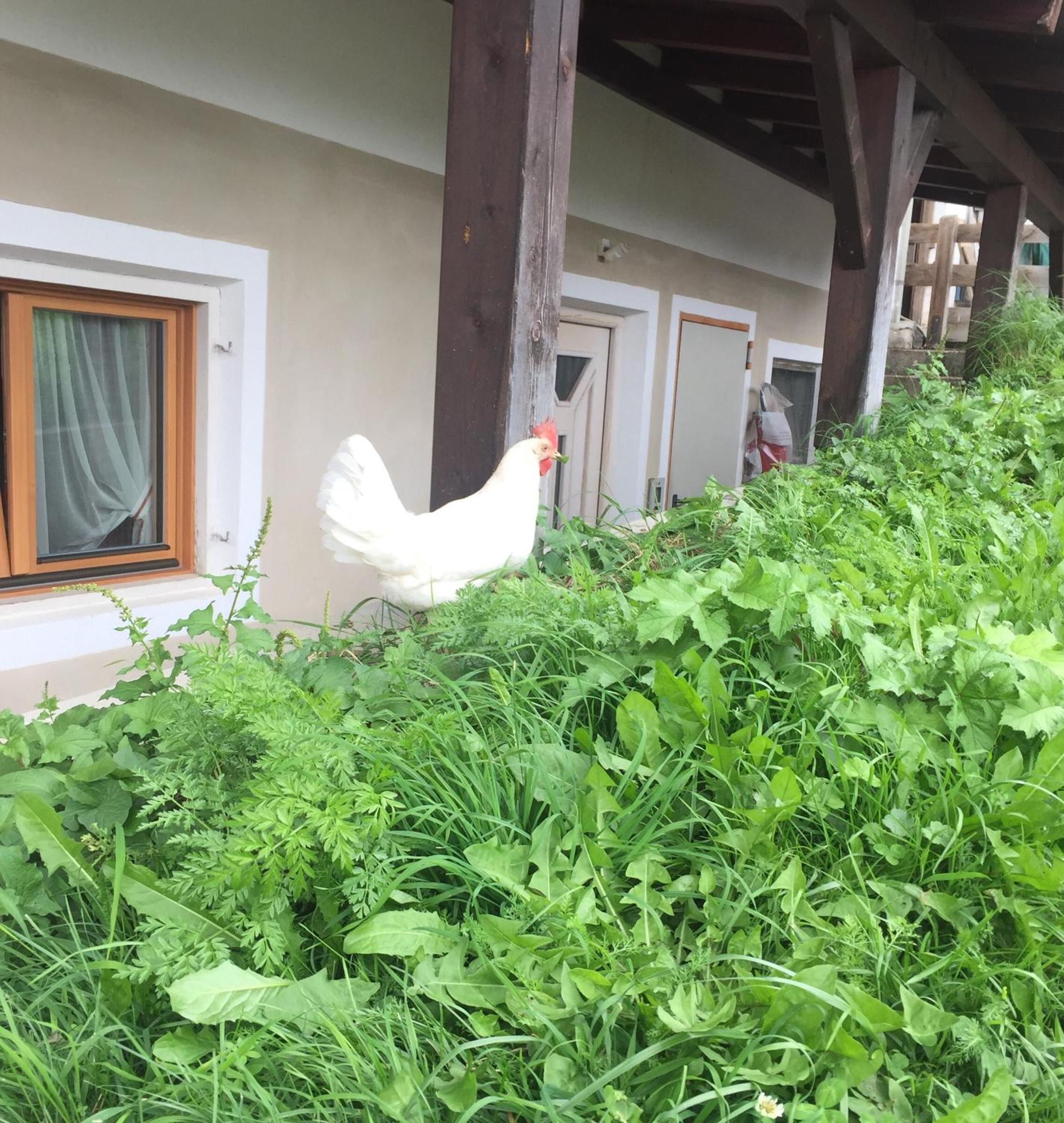 Gstattlhof Mountain Farmhouse view 4