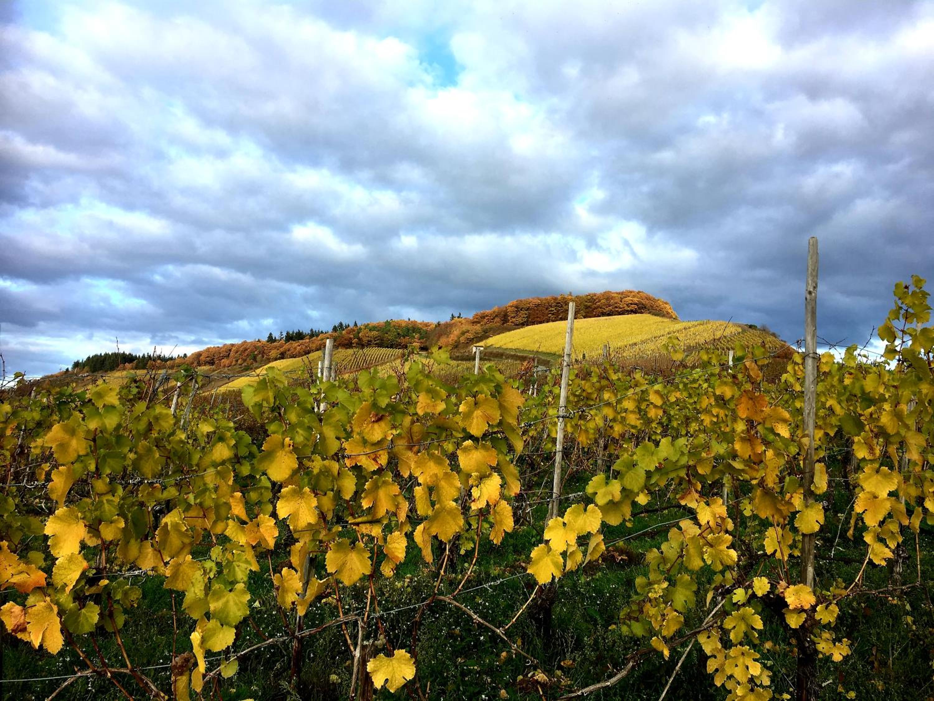 Zur alten Rebe Ferienhaus und Weingut