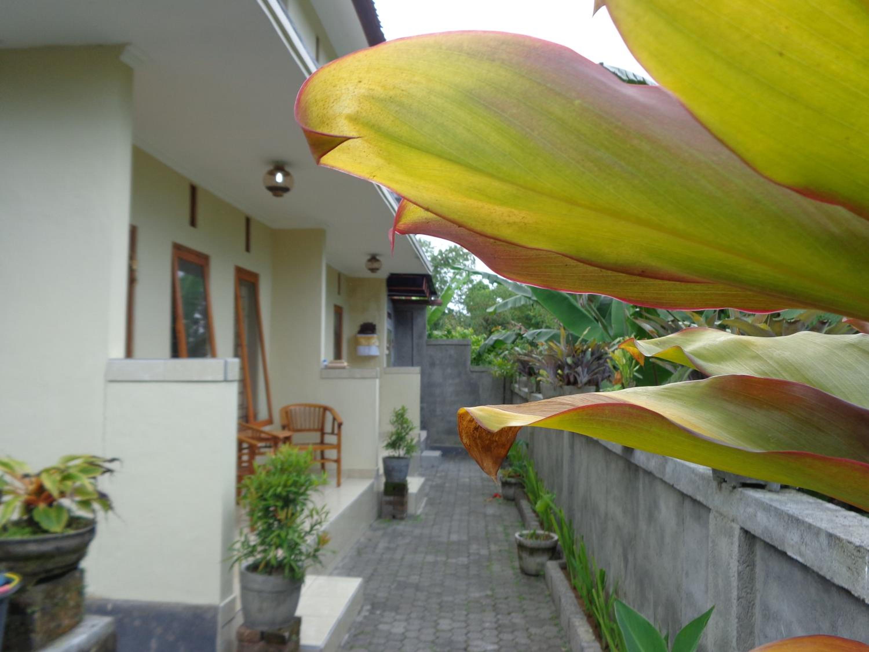 Sintya Homestay view 4