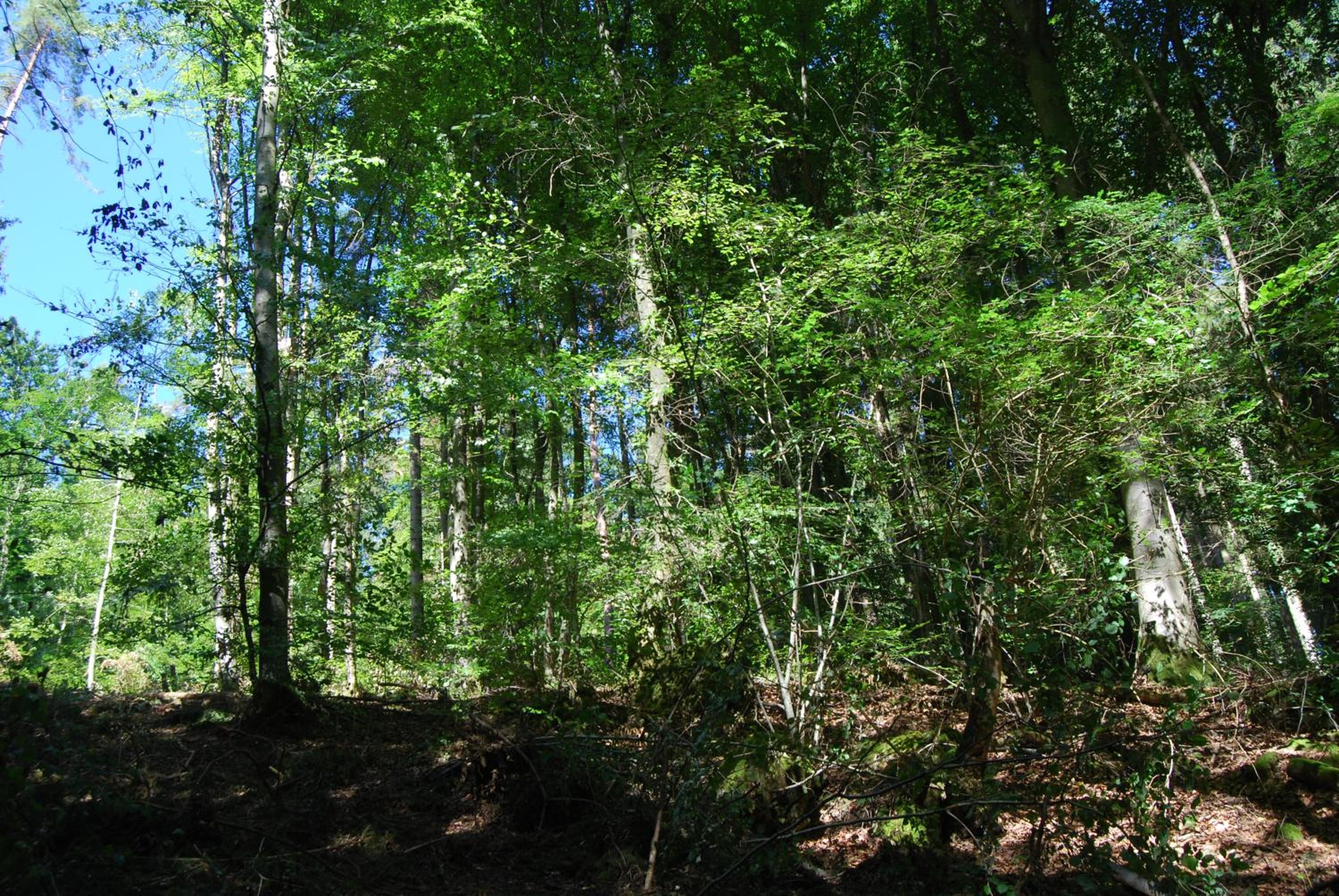Photo 19