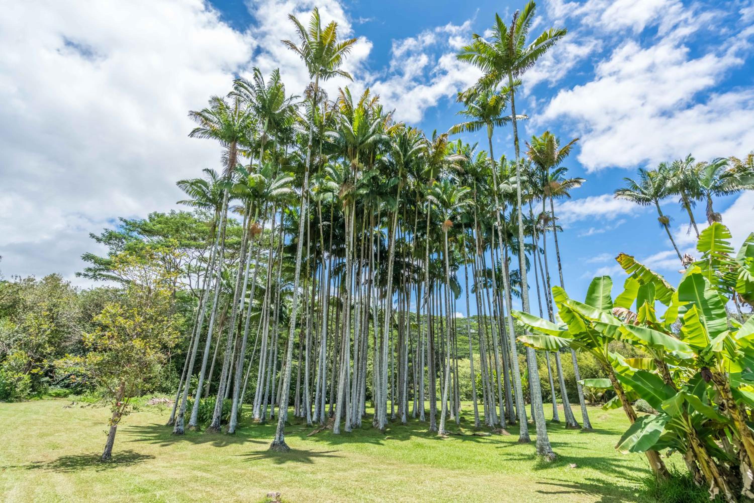Old Hawaiian Bed and Breakfast - Property Image 13