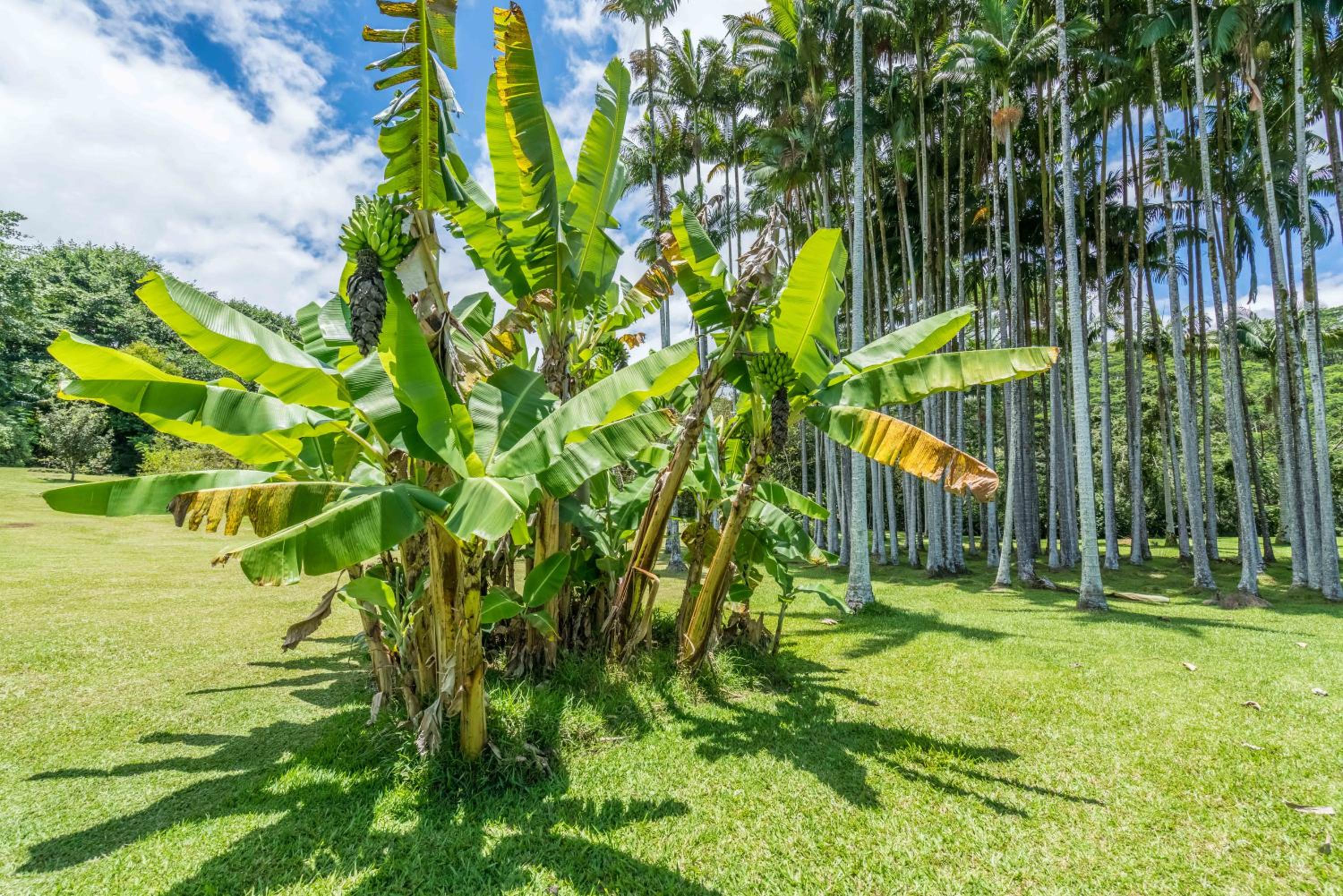 Old Hawaiian Bed and Breakfast - Property Image 12
