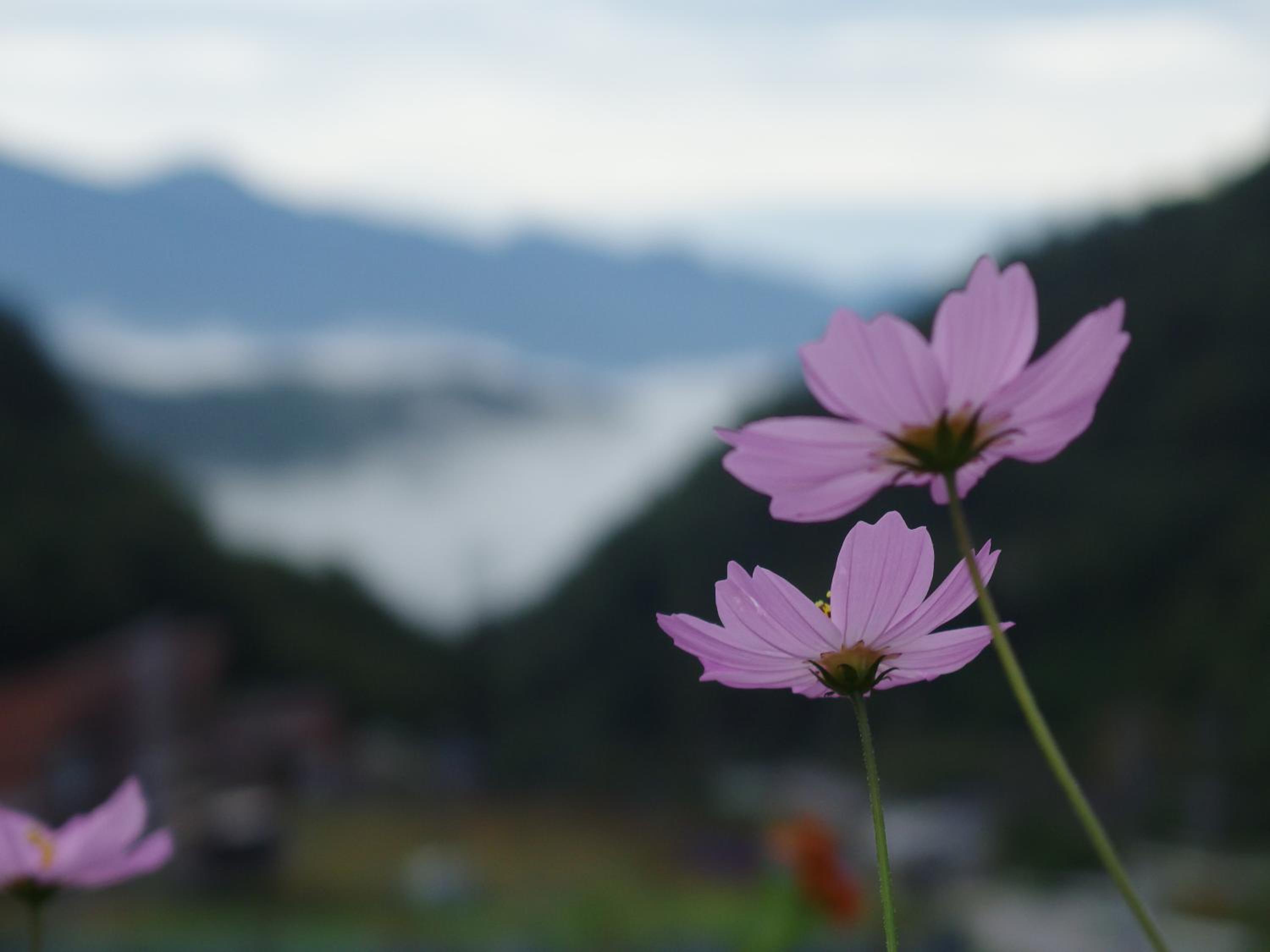 Pension Kaoru, Kiso - 18