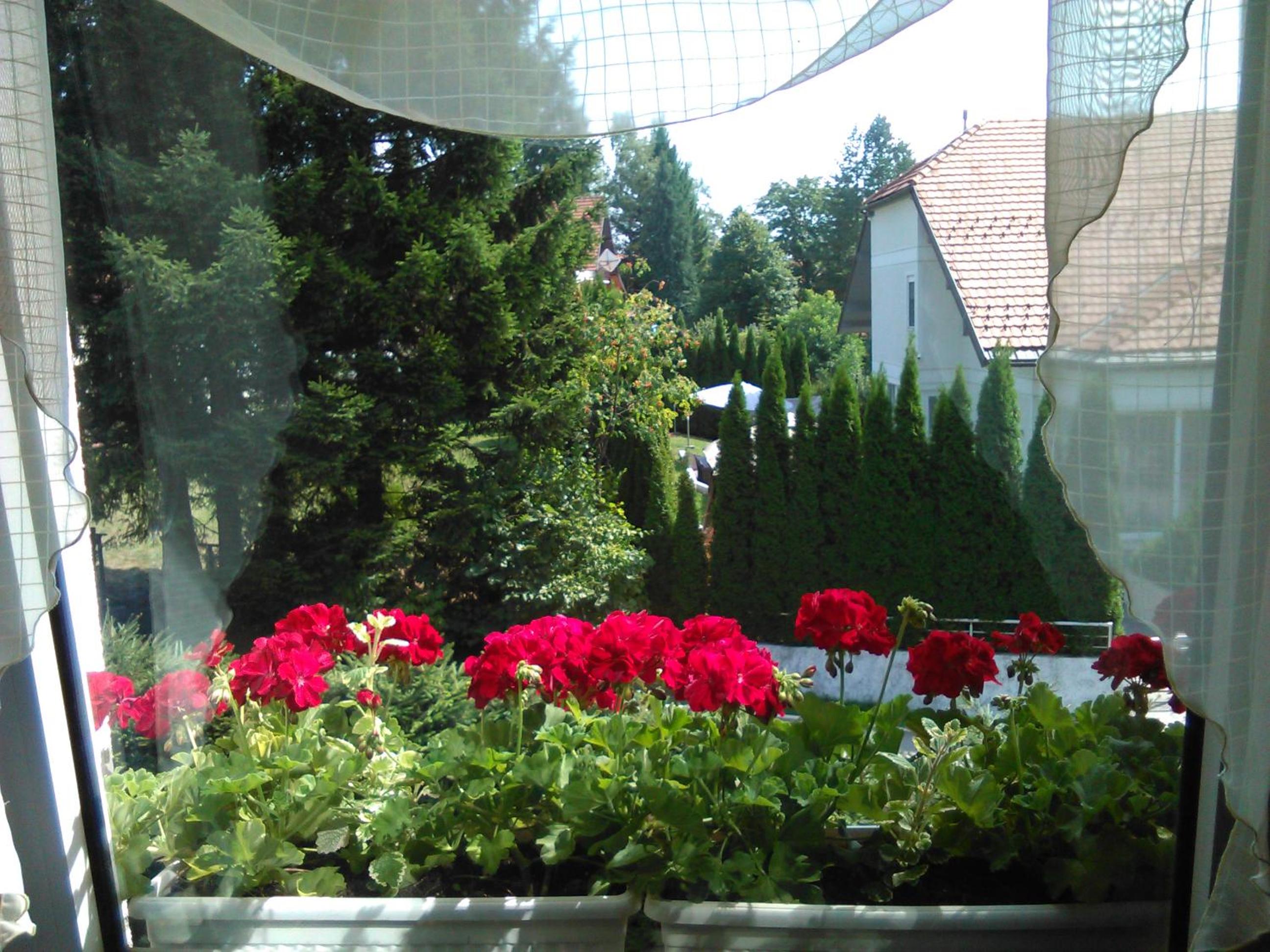 Photo 61