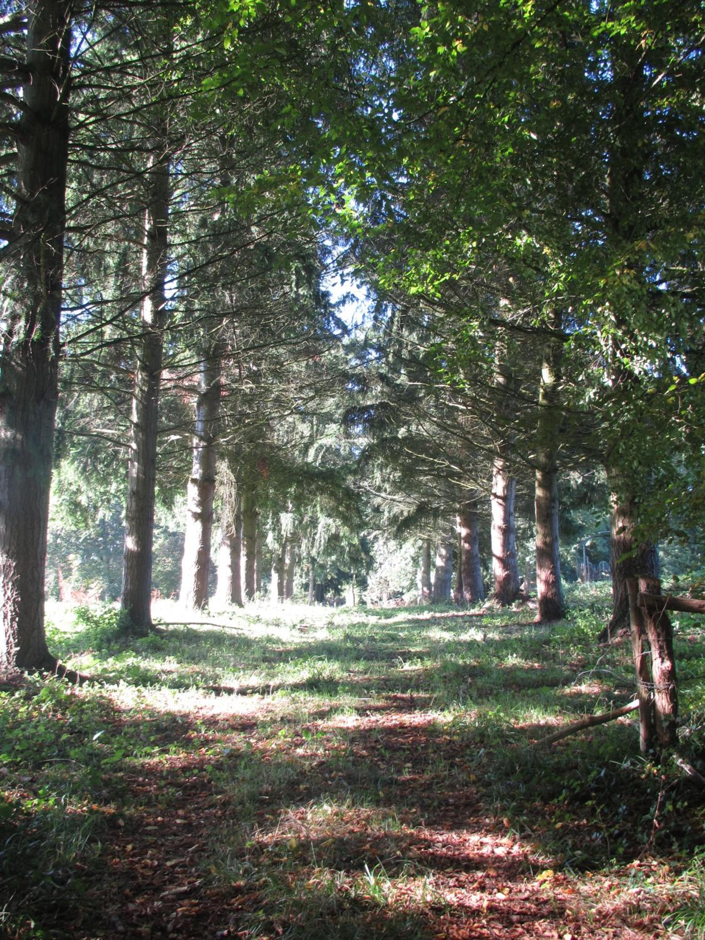 Photo 41