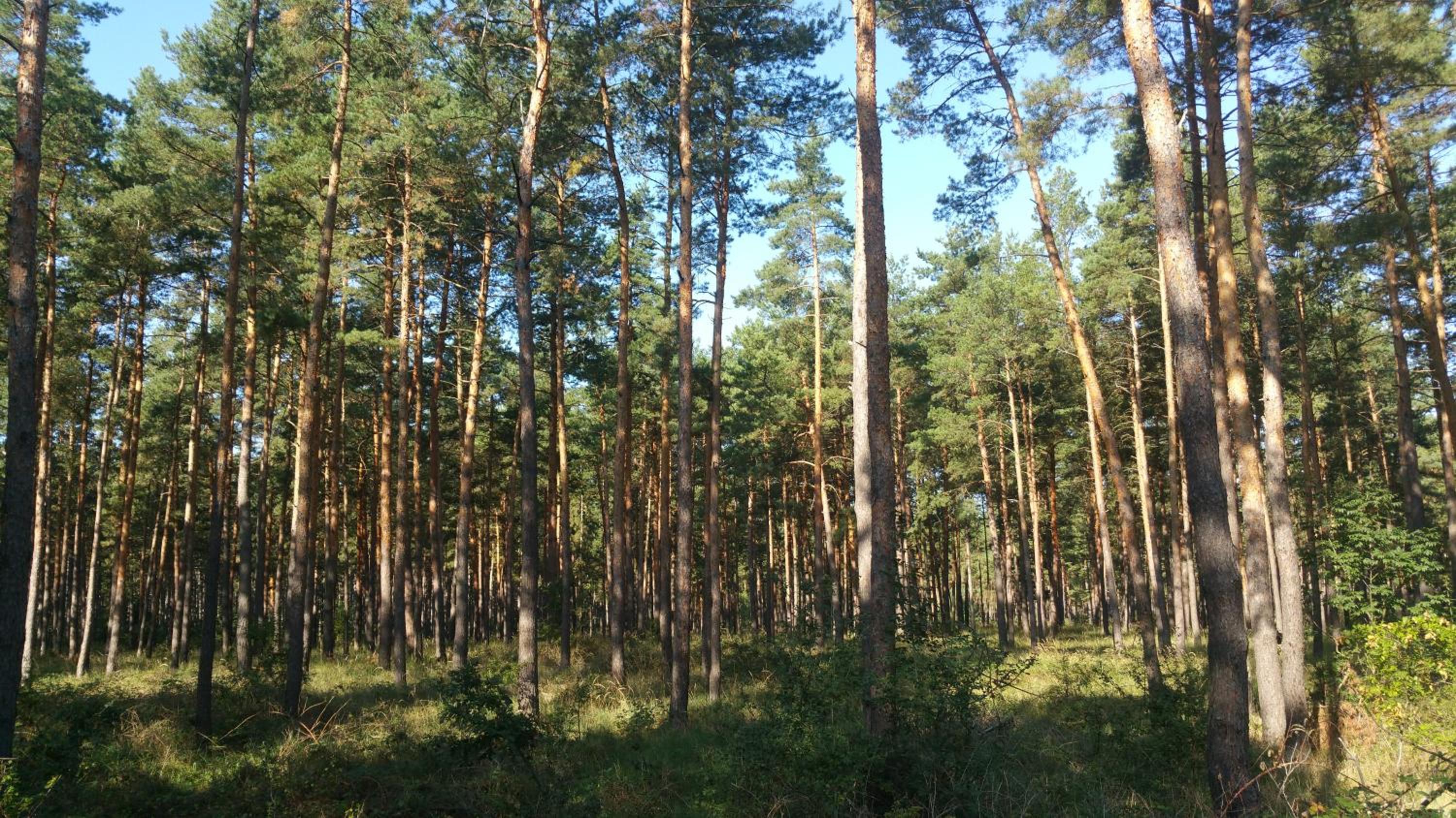Photo 32