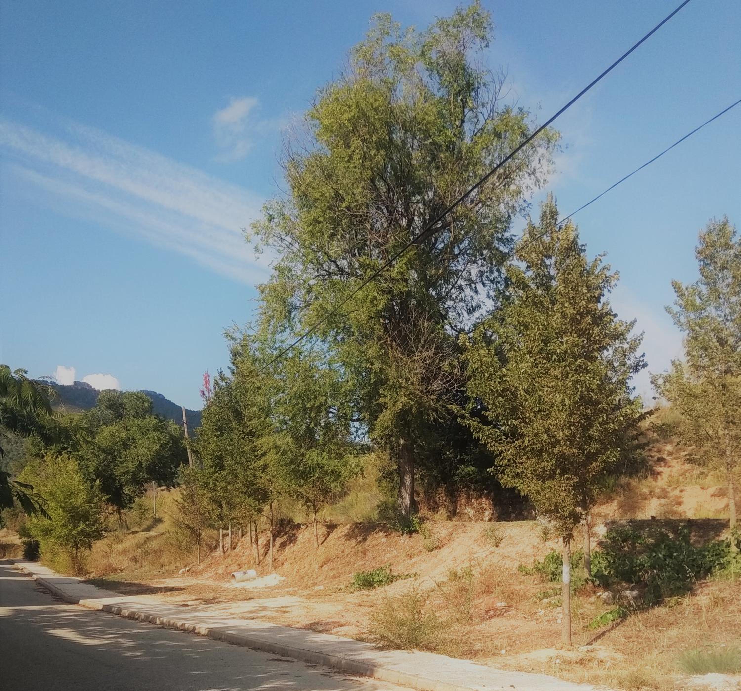 Photo 43