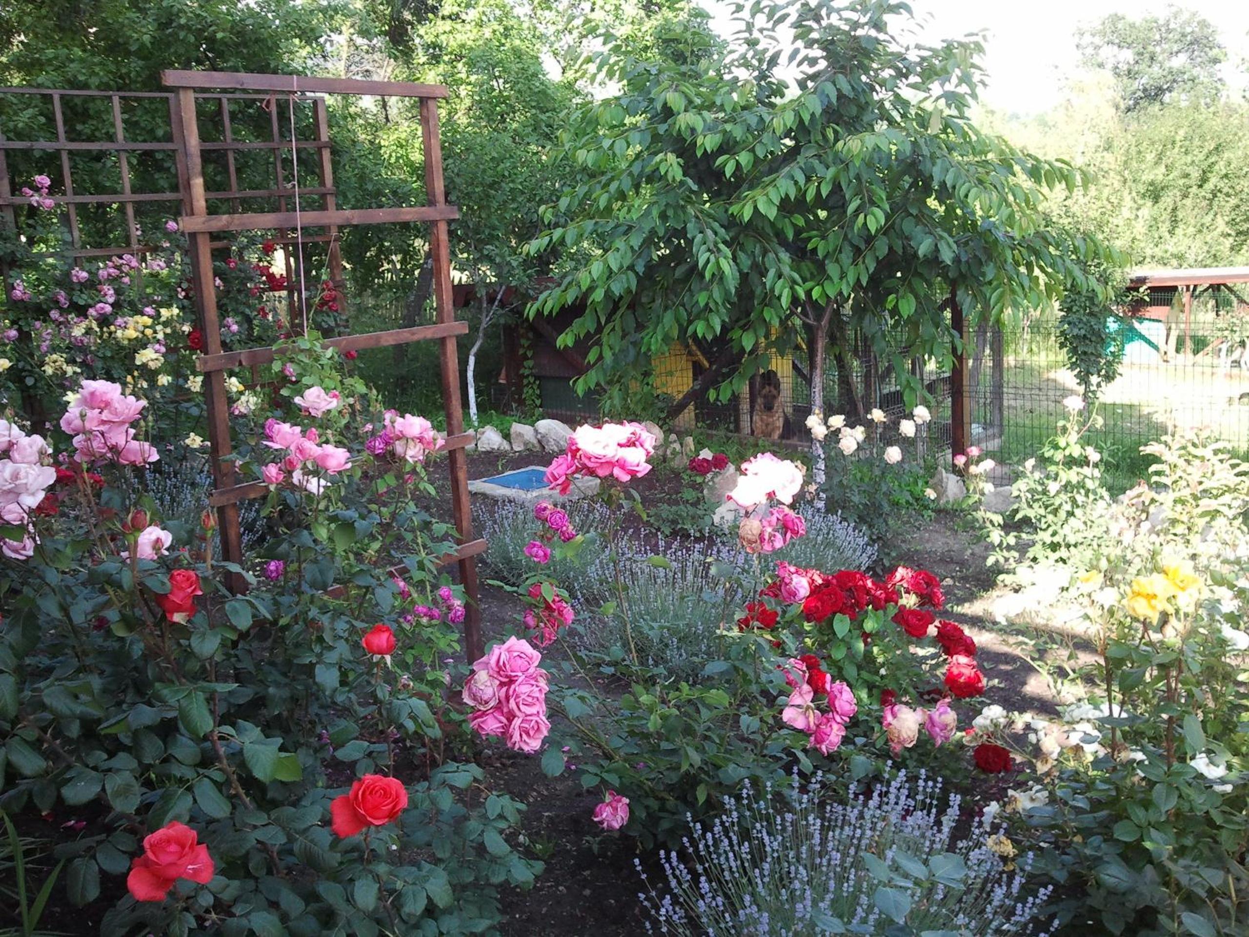 Pensiunea Bogdan view 3
