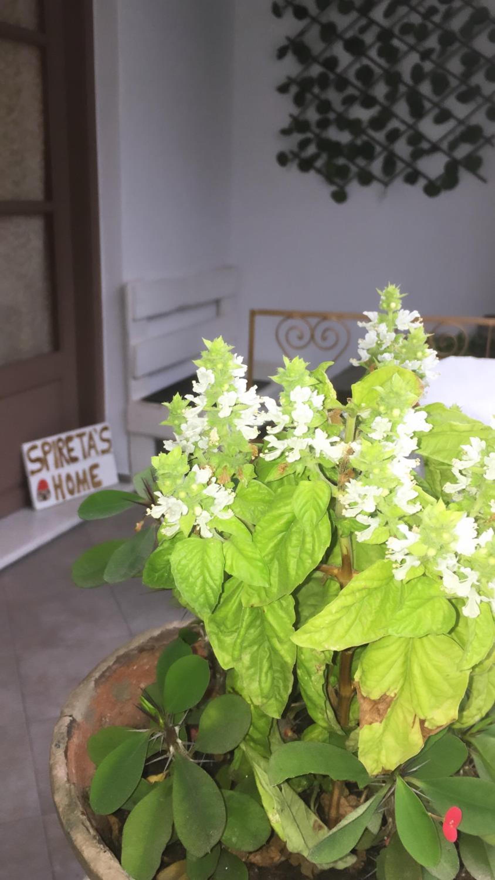 Spiretas Home view 4