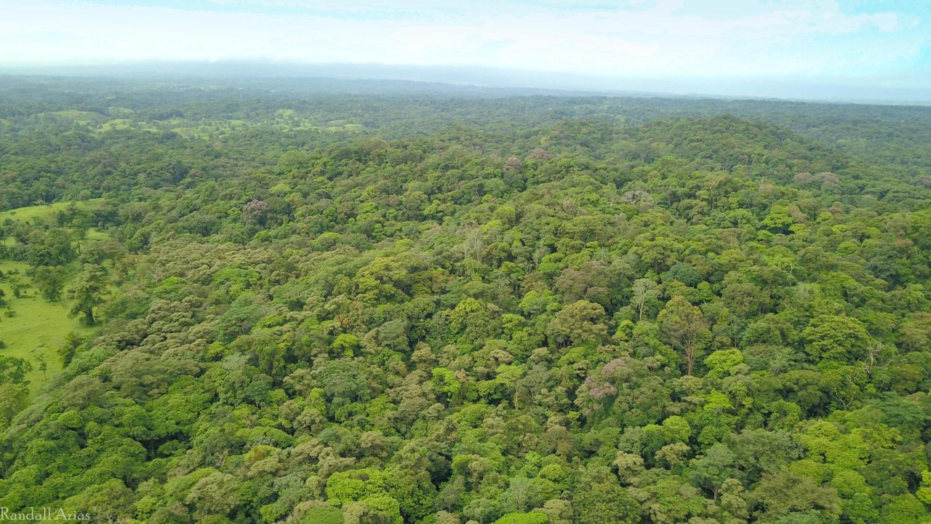 Chilamate Rainforest Eco Retreat