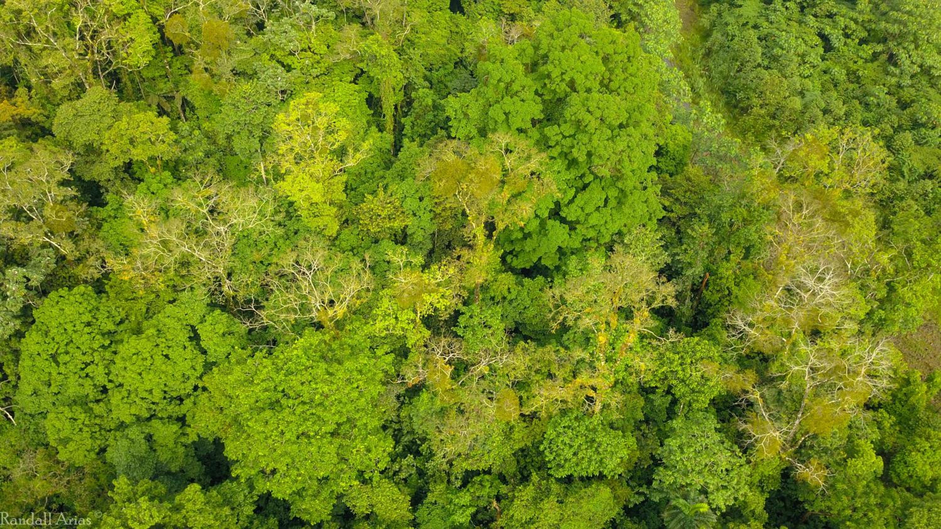 Chilamate Rainforest Eco Retreat
