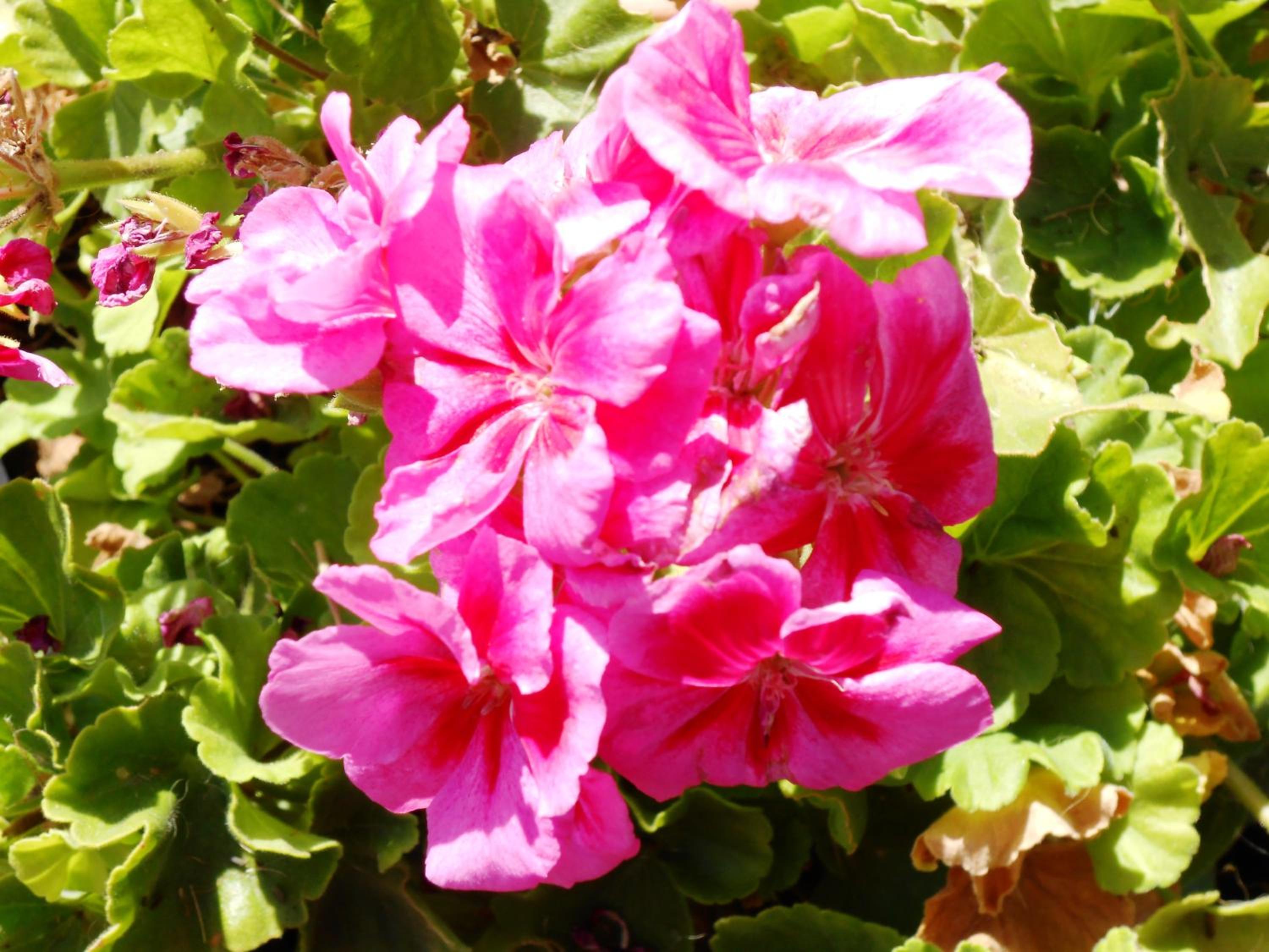 Photo 45