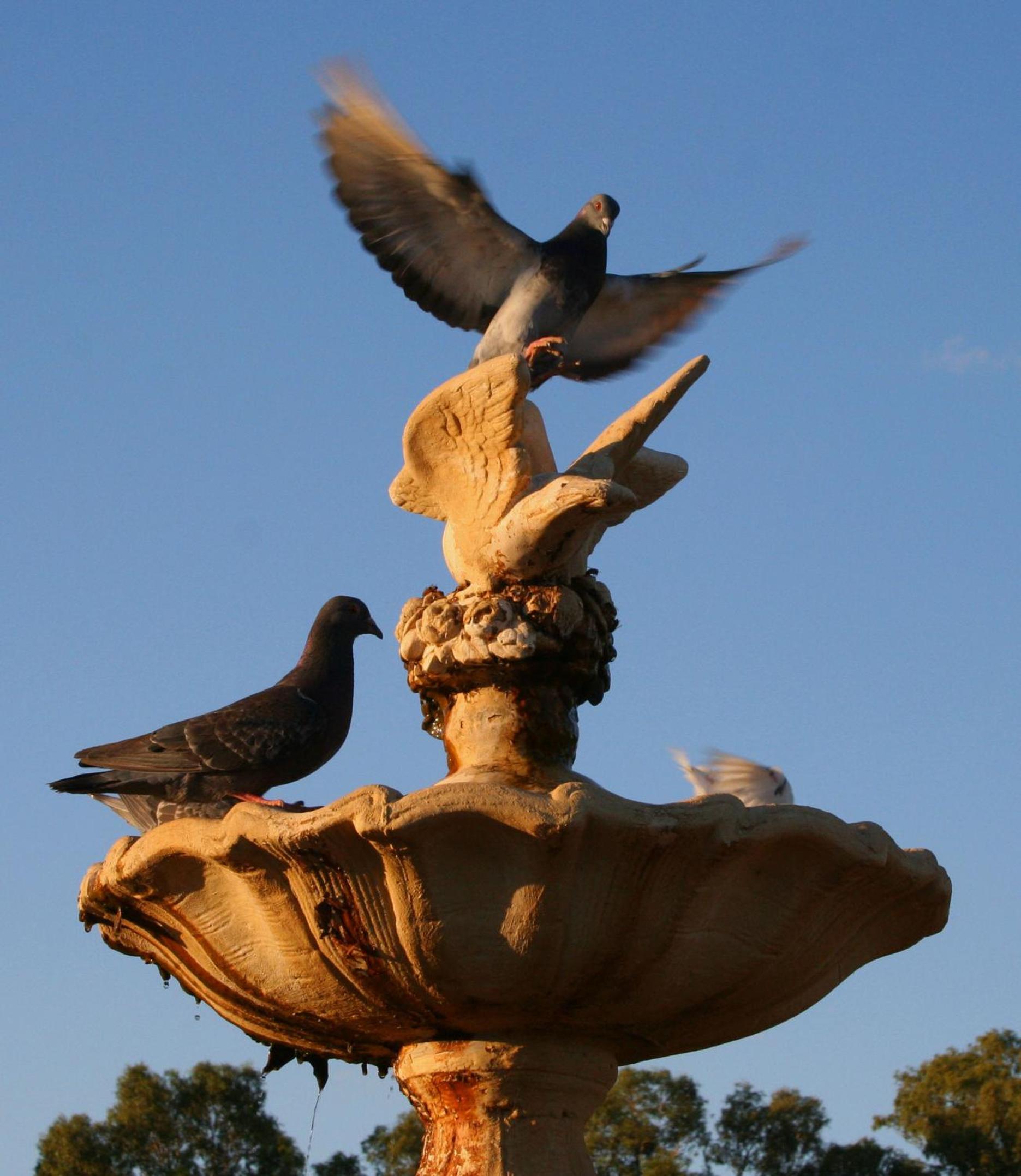 Newell Motor Inn Narrandera