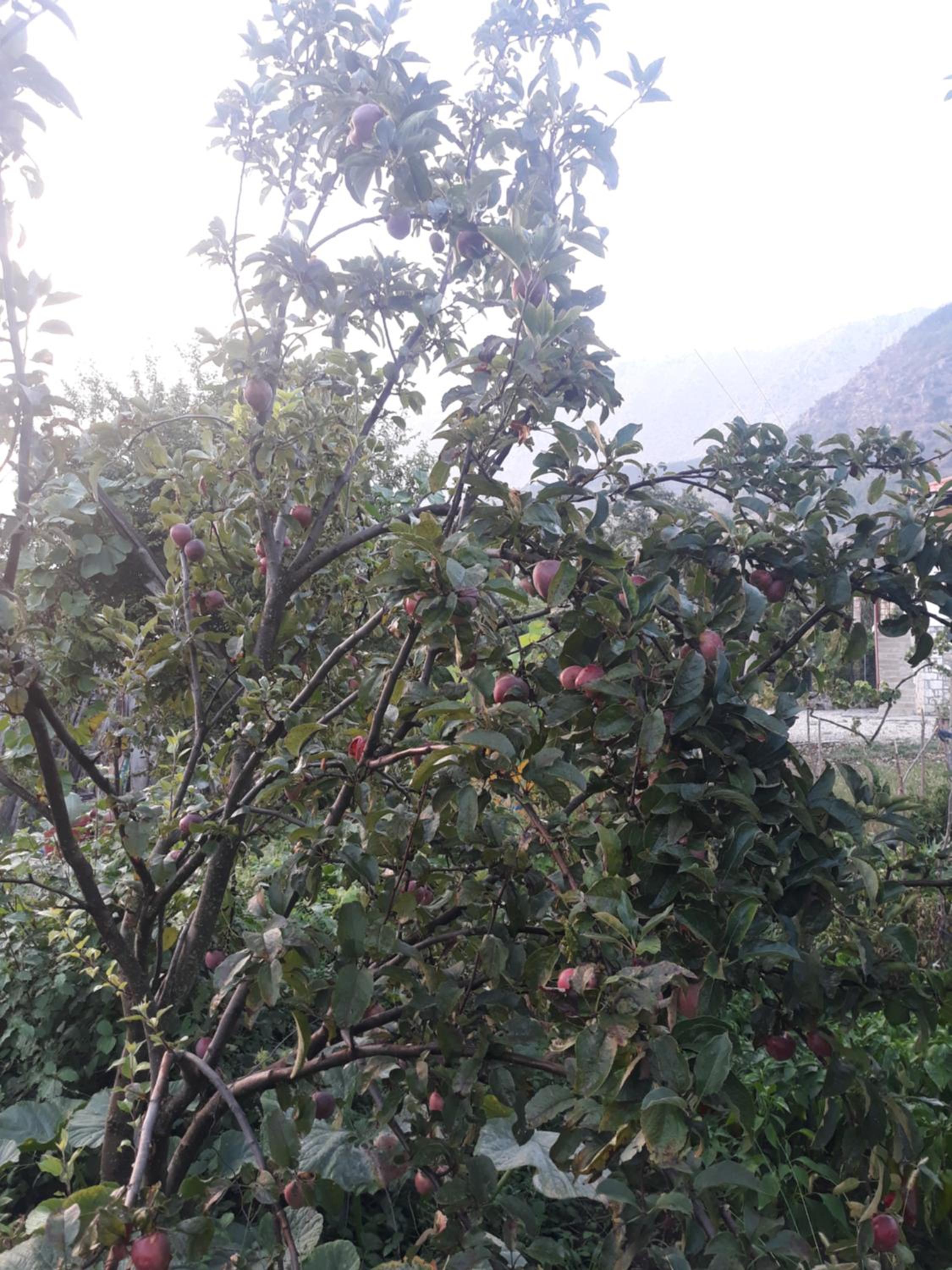 VILA DISHA