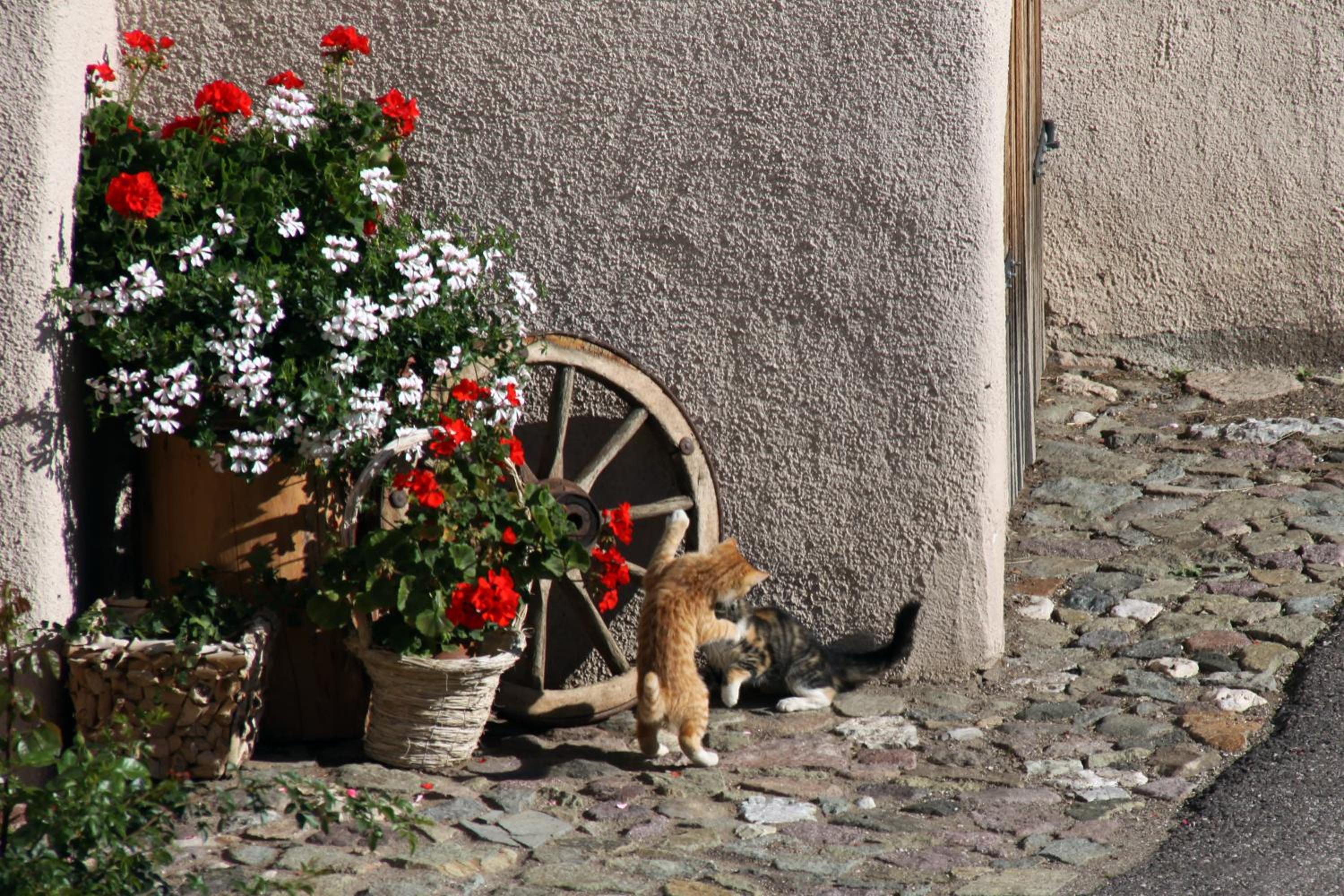 Photo 38