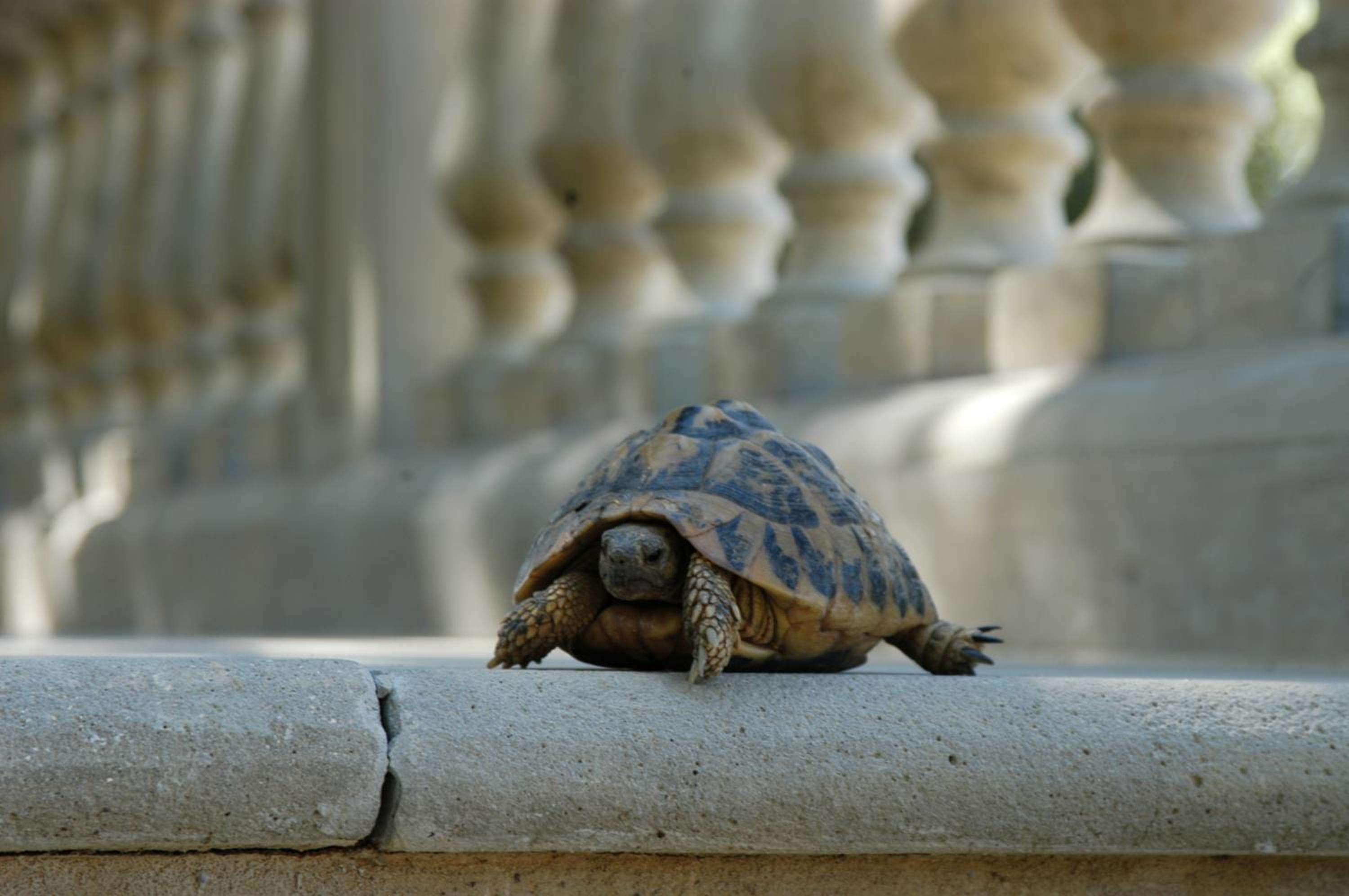 Photo 38