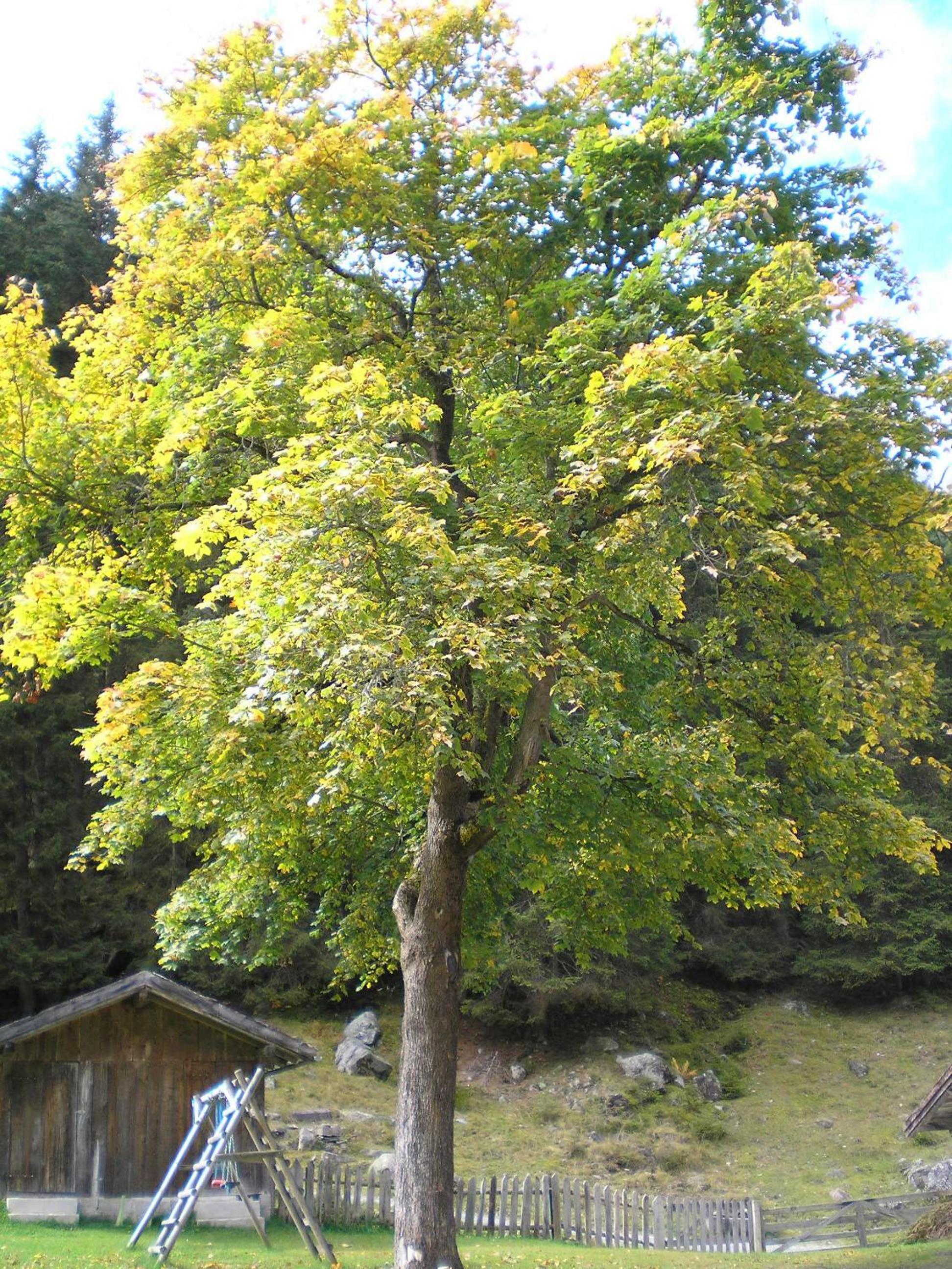 Photo 11
