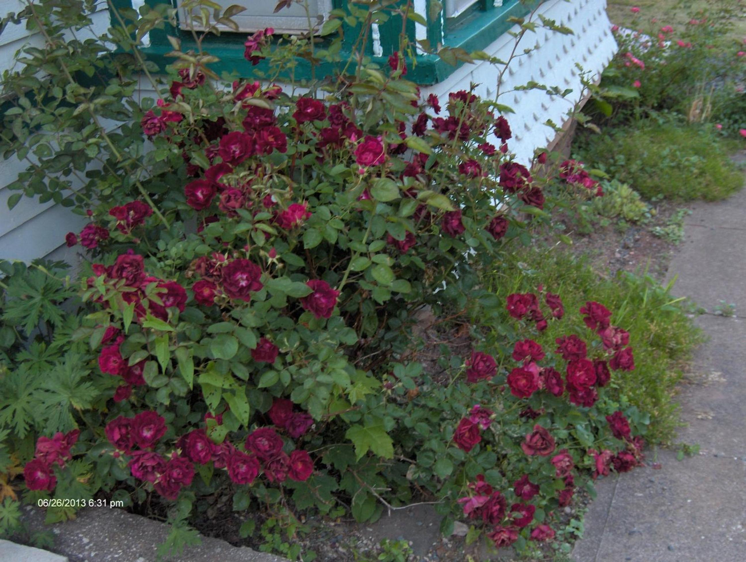 Antique Rose Inn Windham