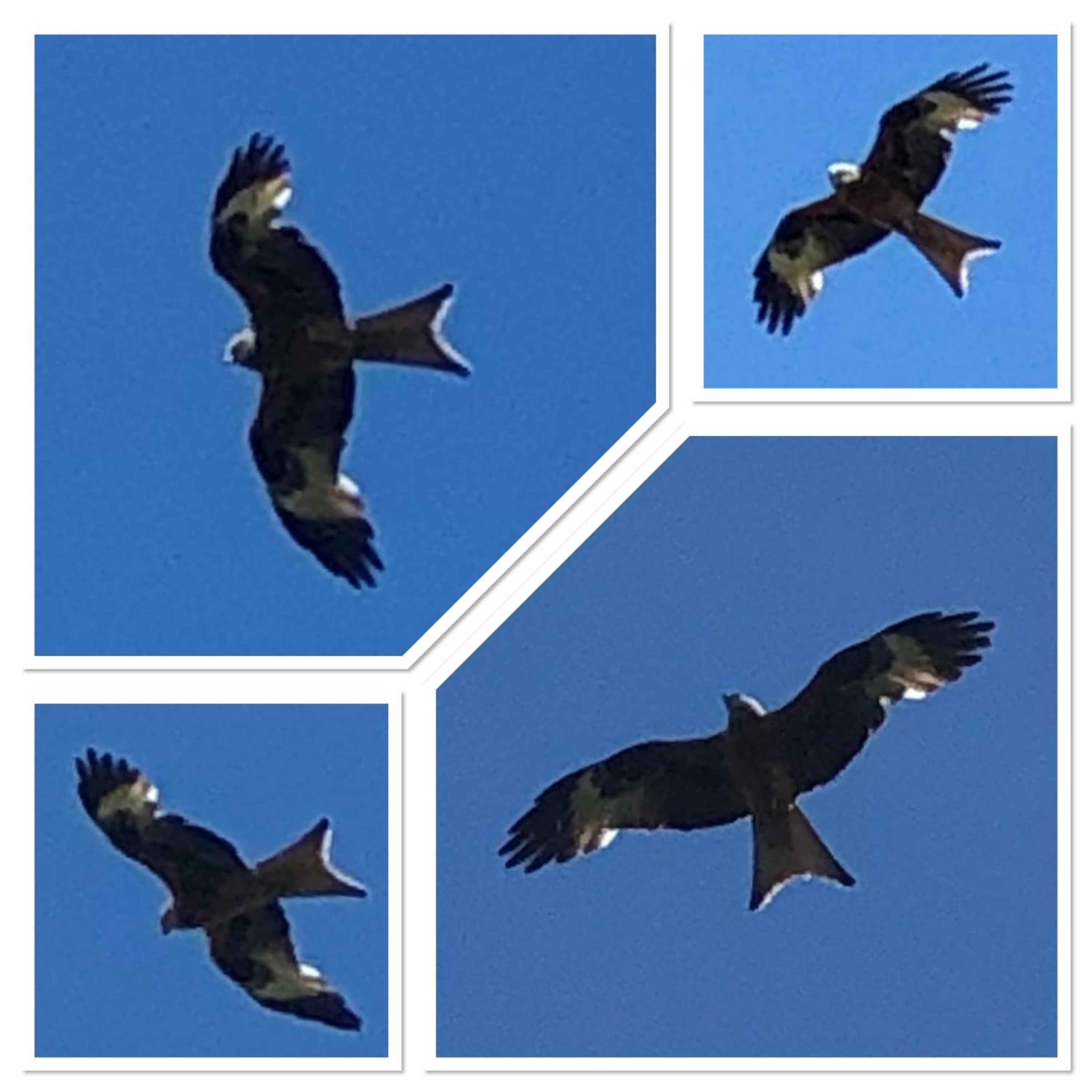 Basingstoke Vacations - West View Lodge - Property Image 57