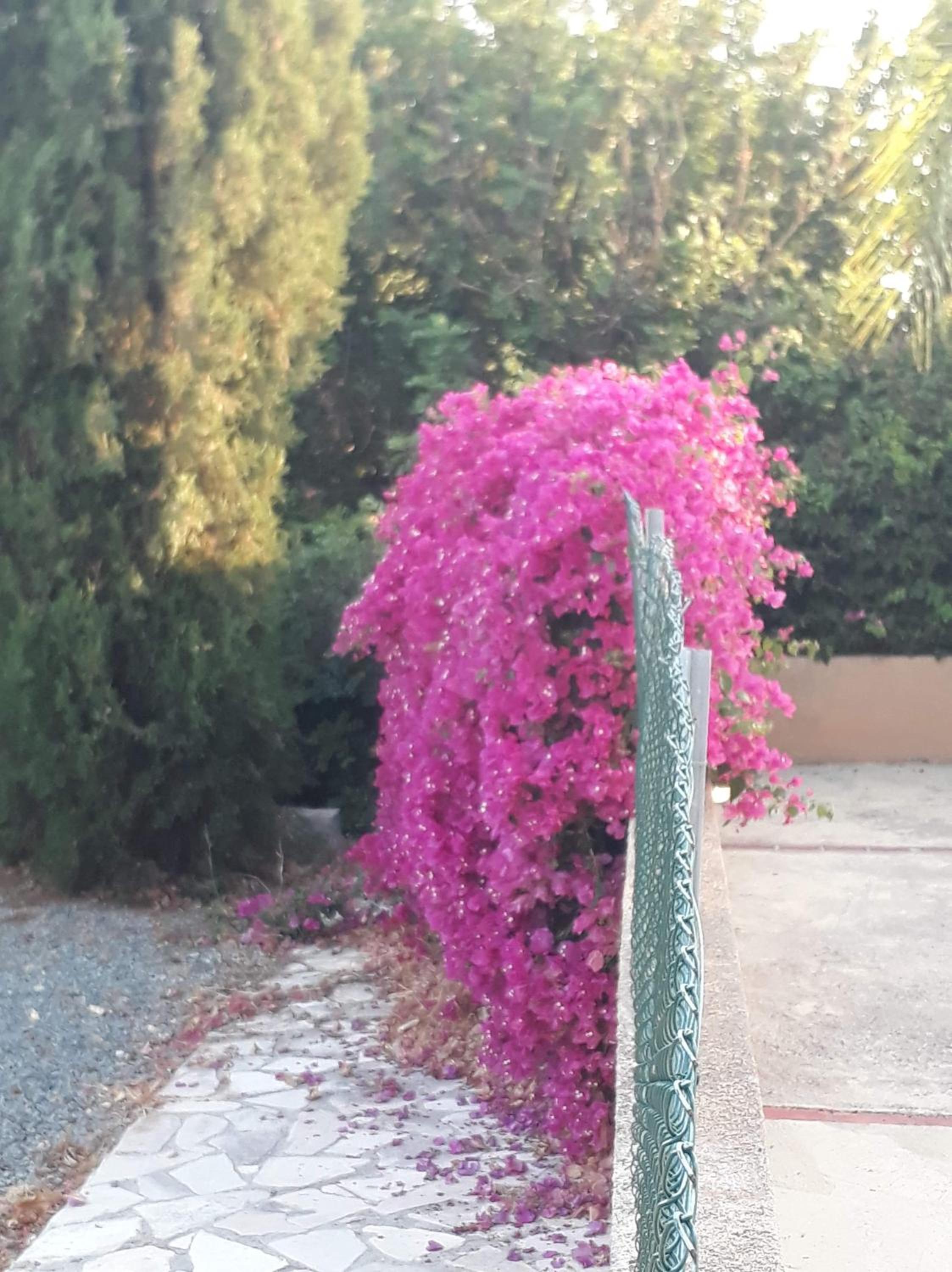 Olive Tree view 5