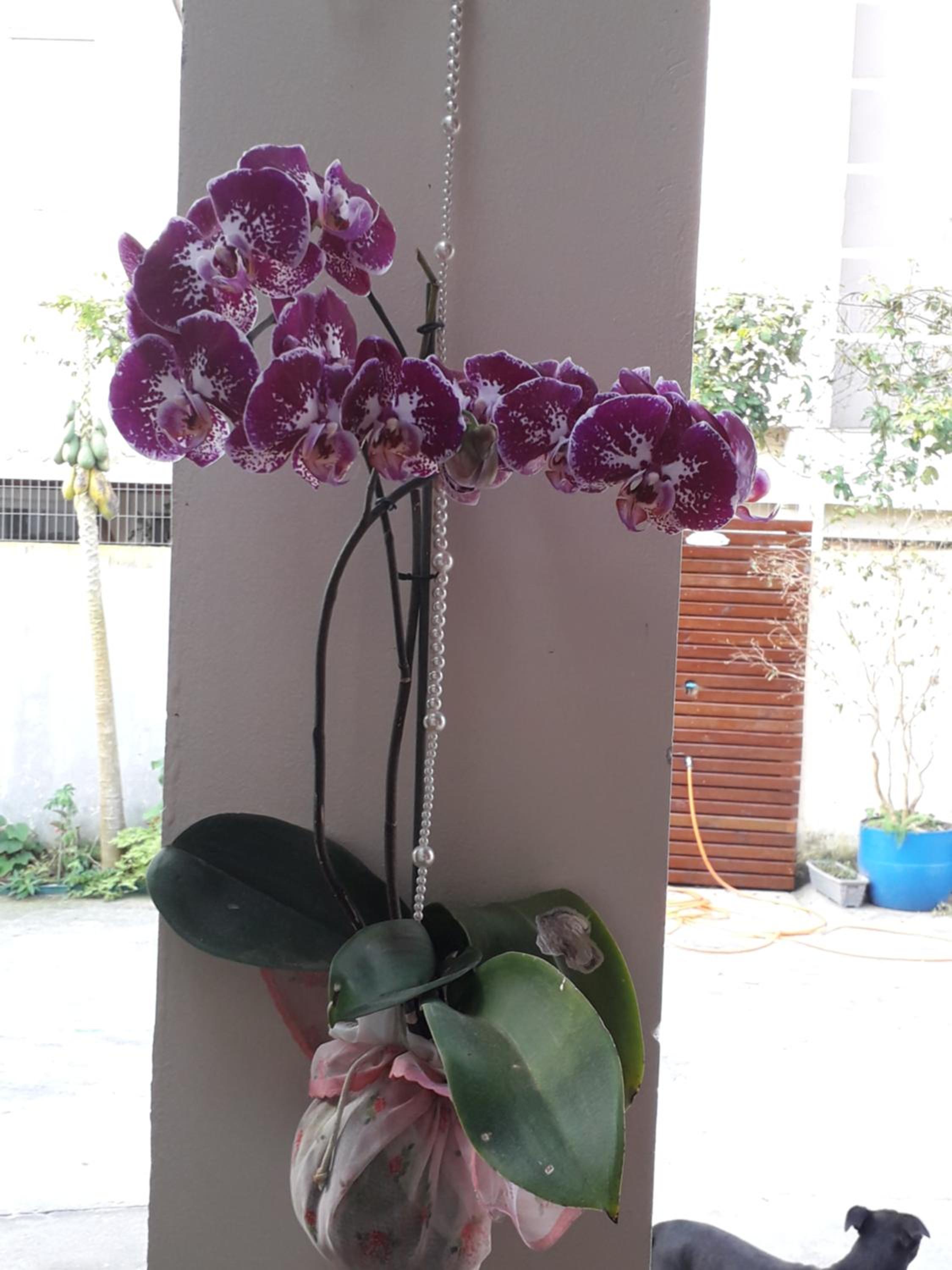 Photo 28