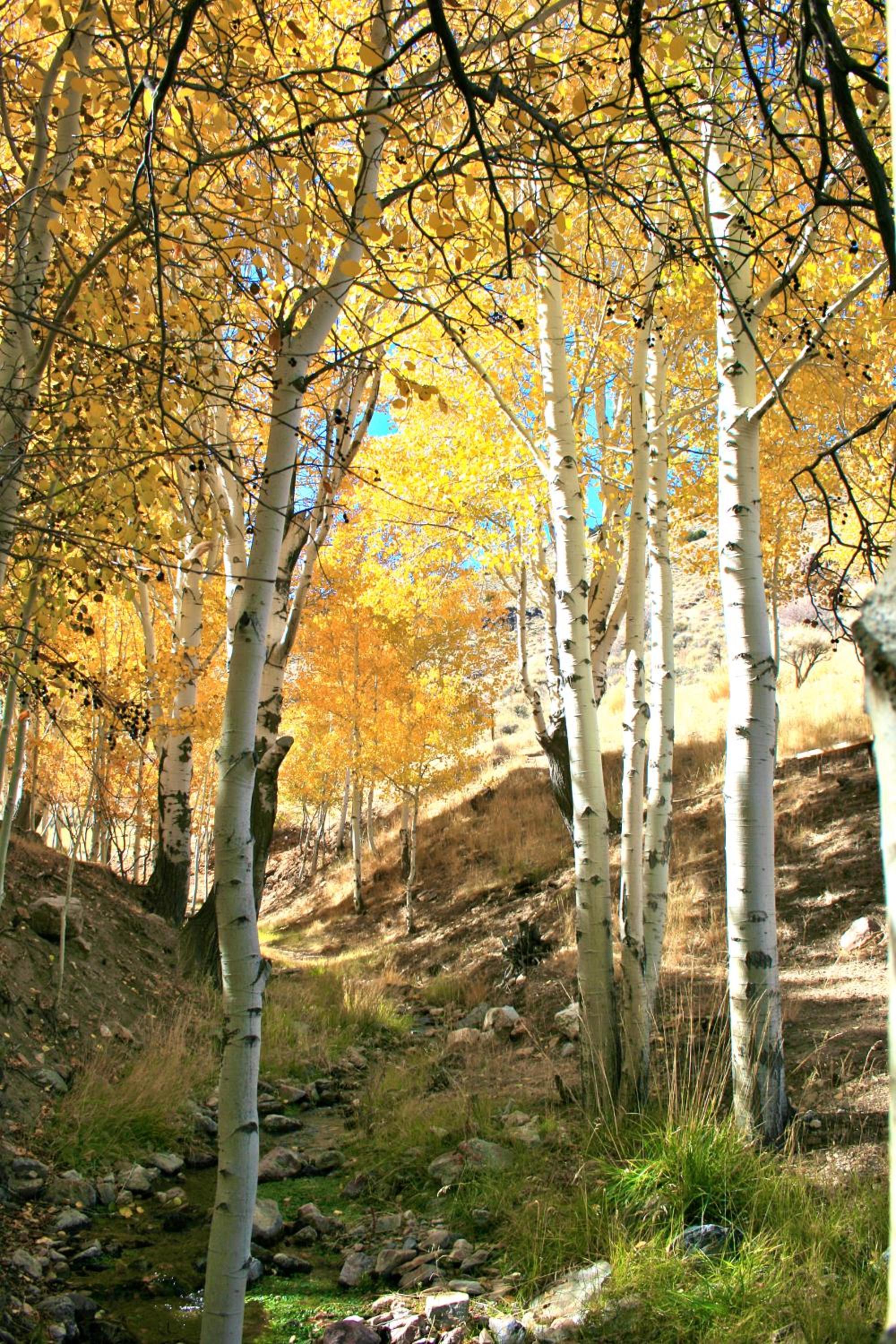 Photo 33