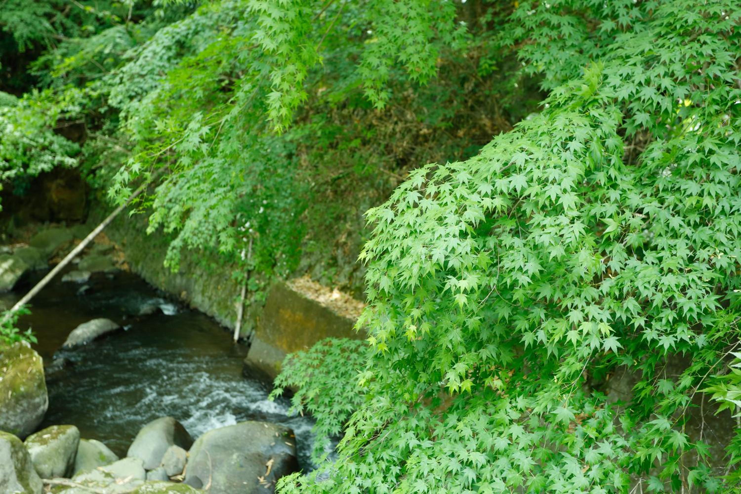 Photo 51