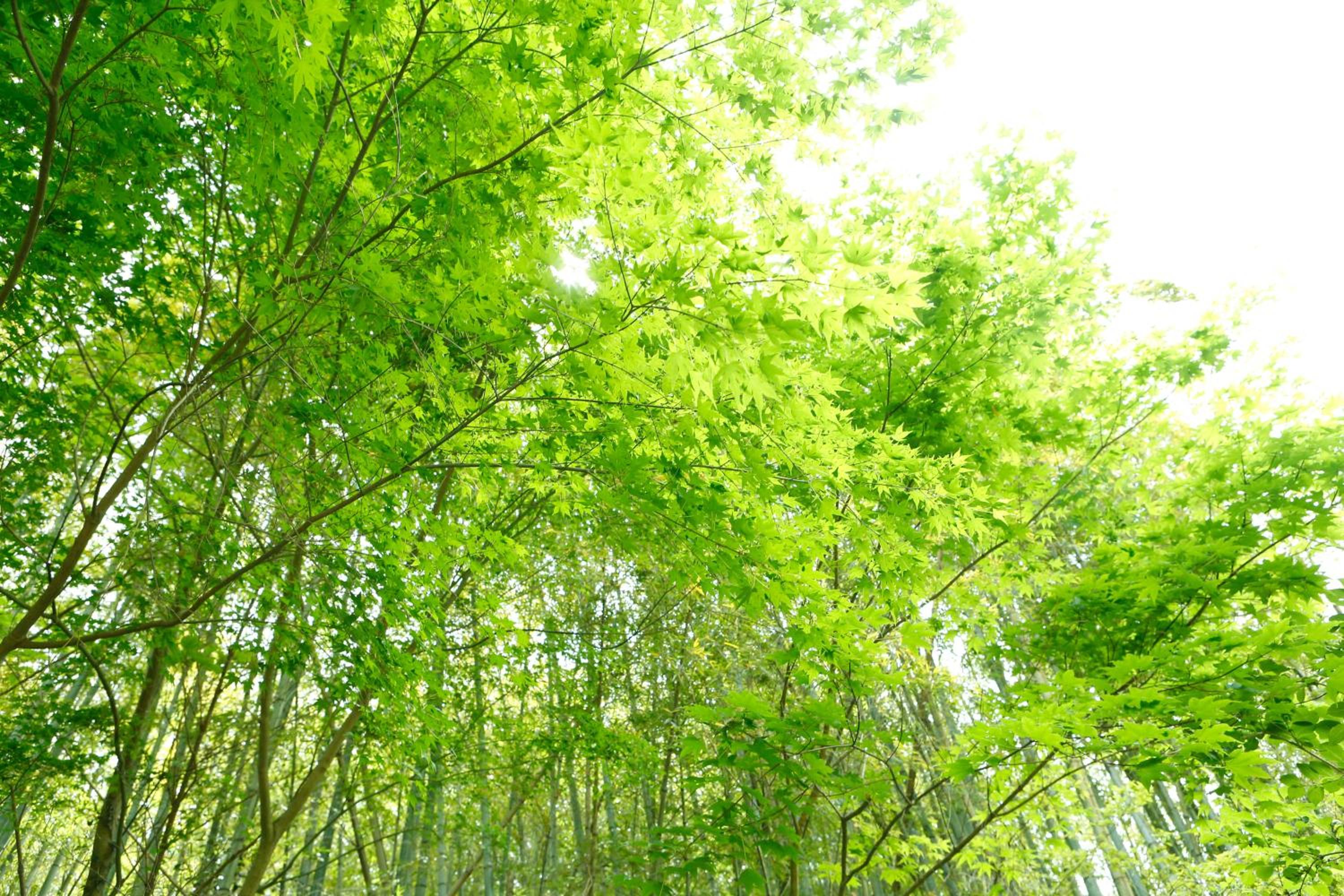 Photo 50