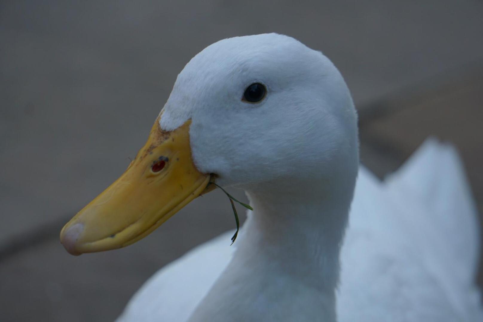 Basingstoke Vacations - West View Lodge - Property Image 45