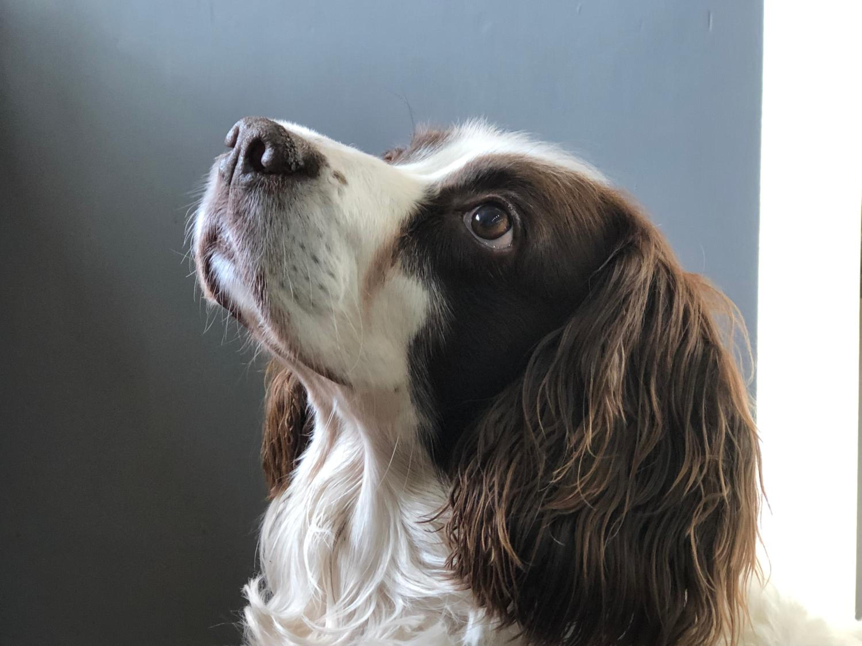 Basingstoke Vacations - West View Lodge - Property Image 49