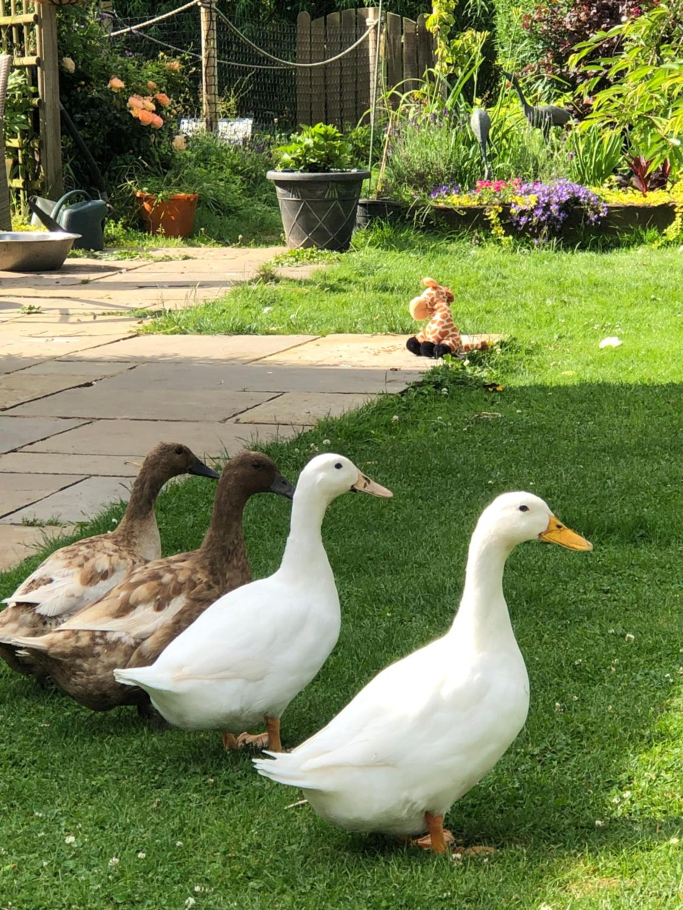 Basingstoke Vacations - West View Lodge - Property Image 53