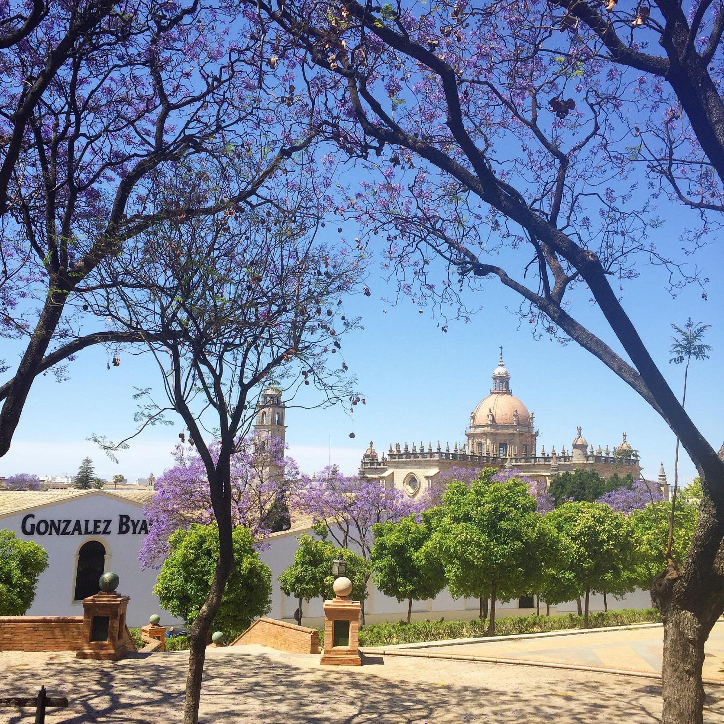 Finca la Vina view 5