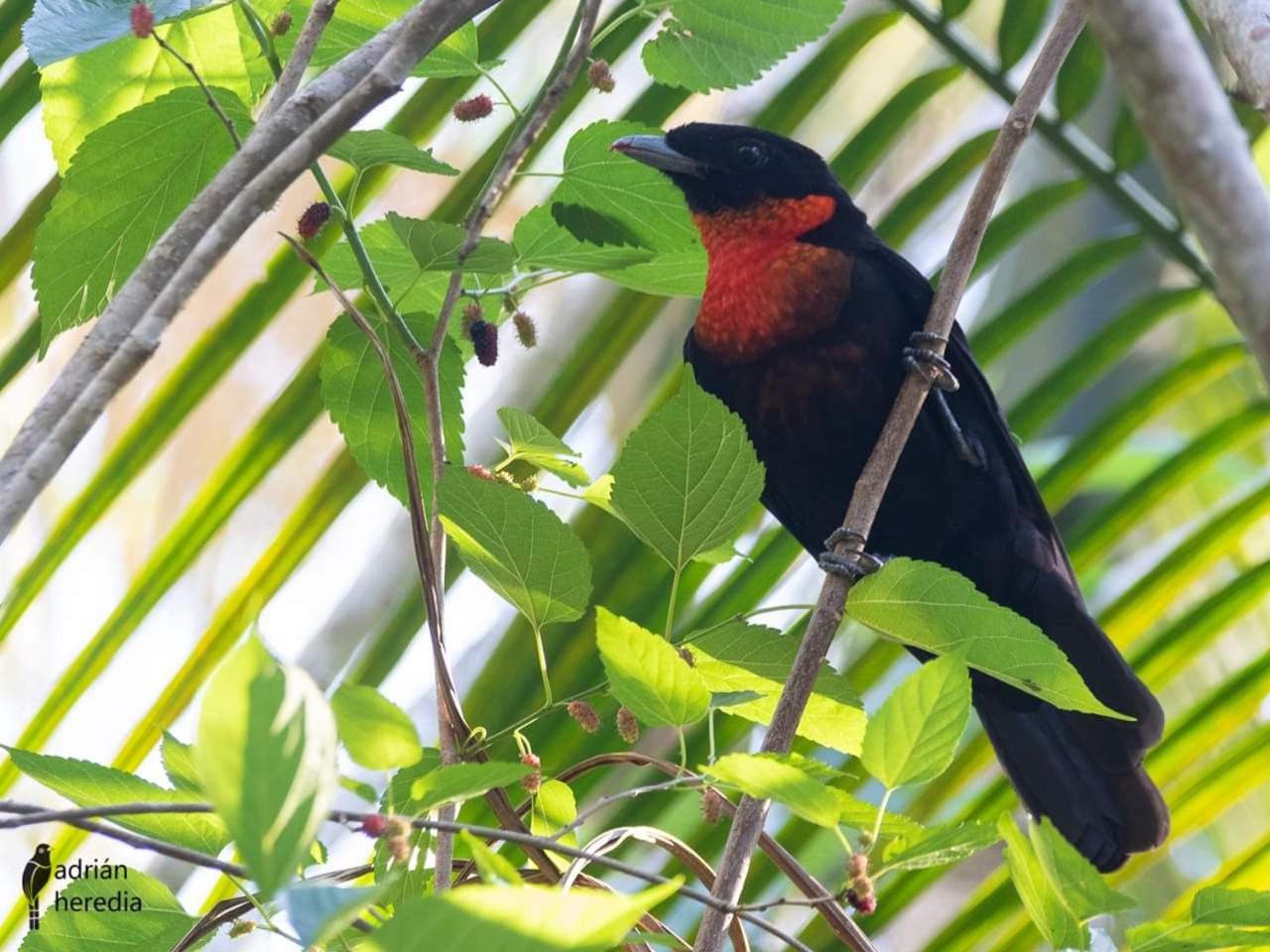 Surucua Reserva & Ecolodge