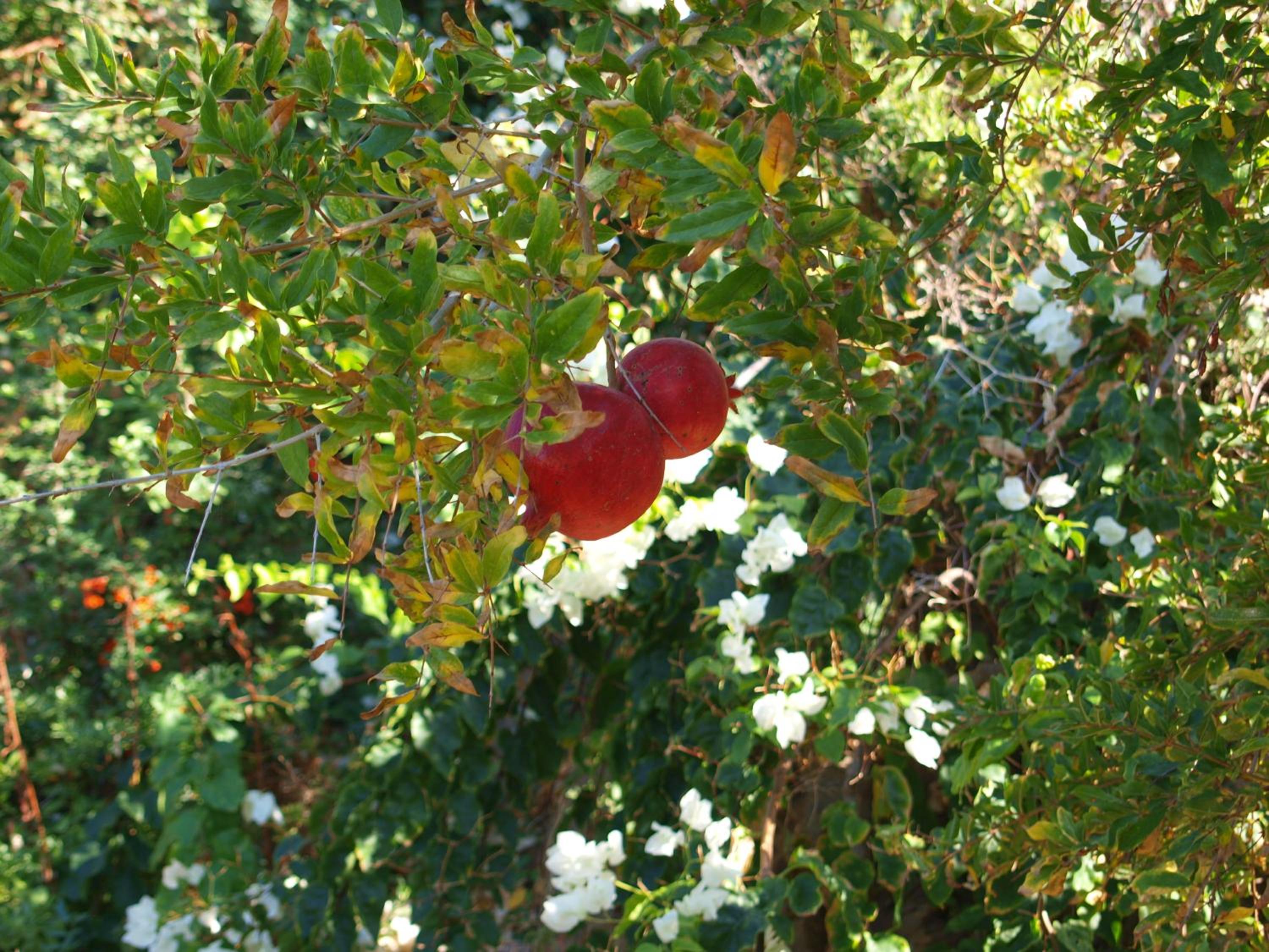 Photo 49