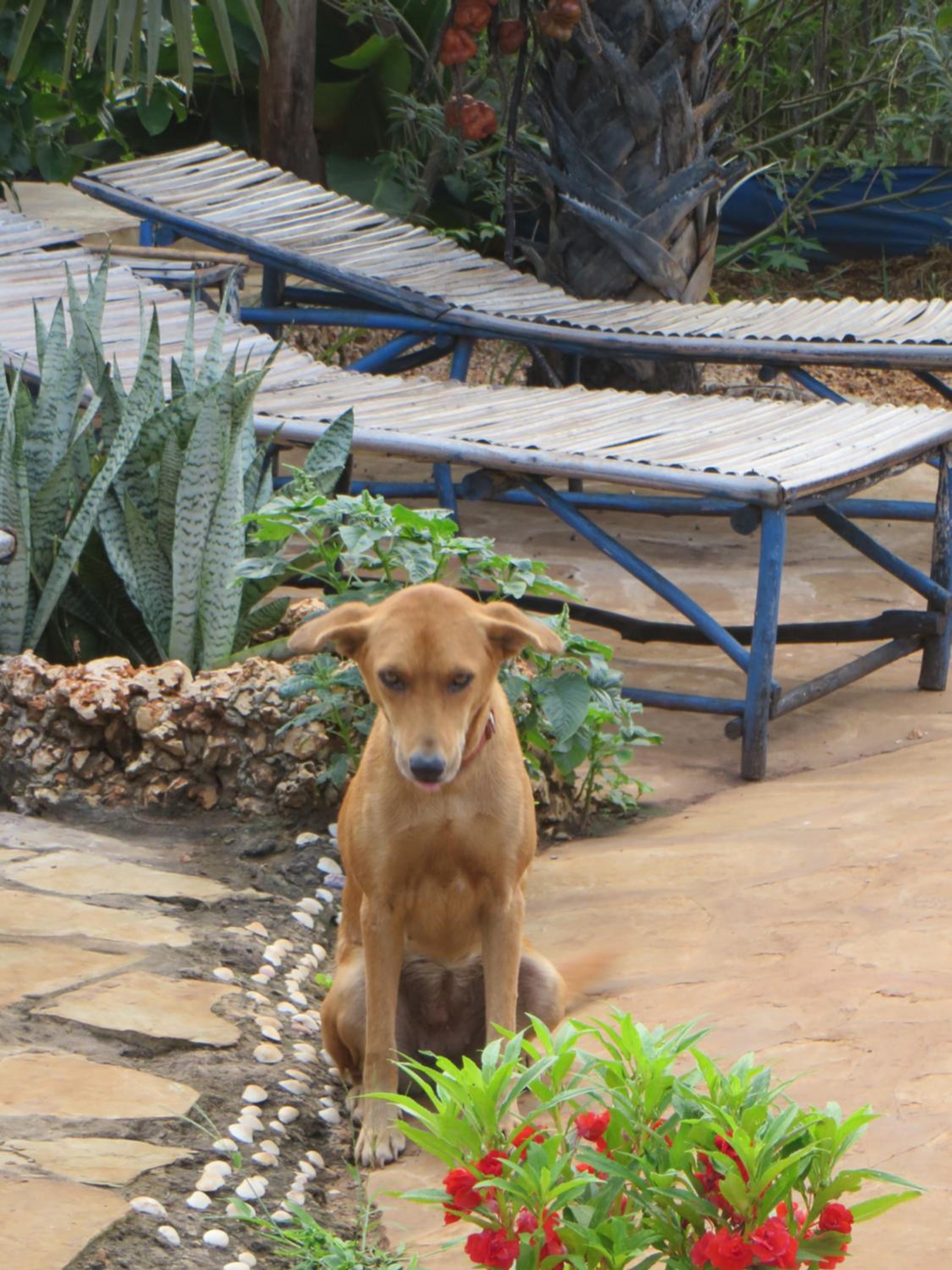 Bahati Diani House Glamping