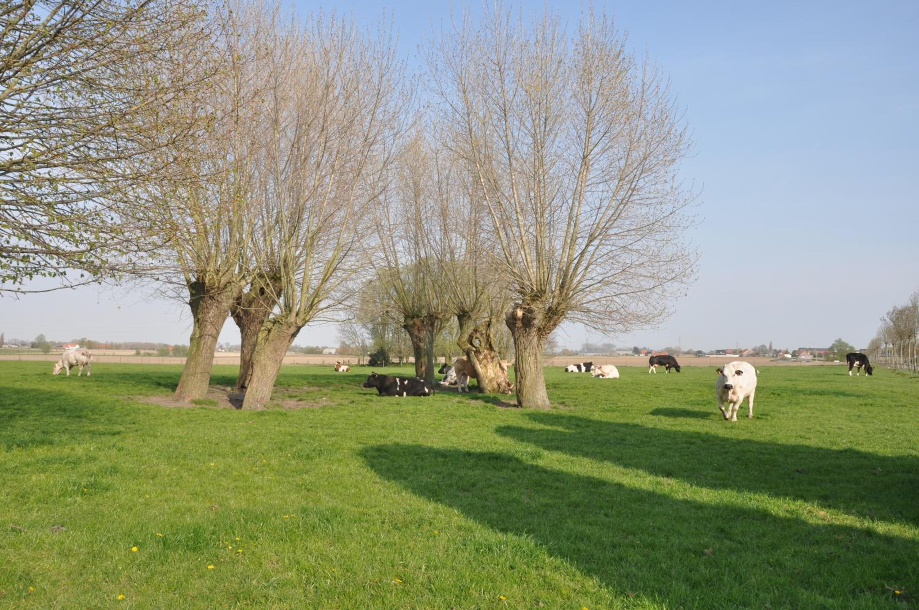 Hulstehof