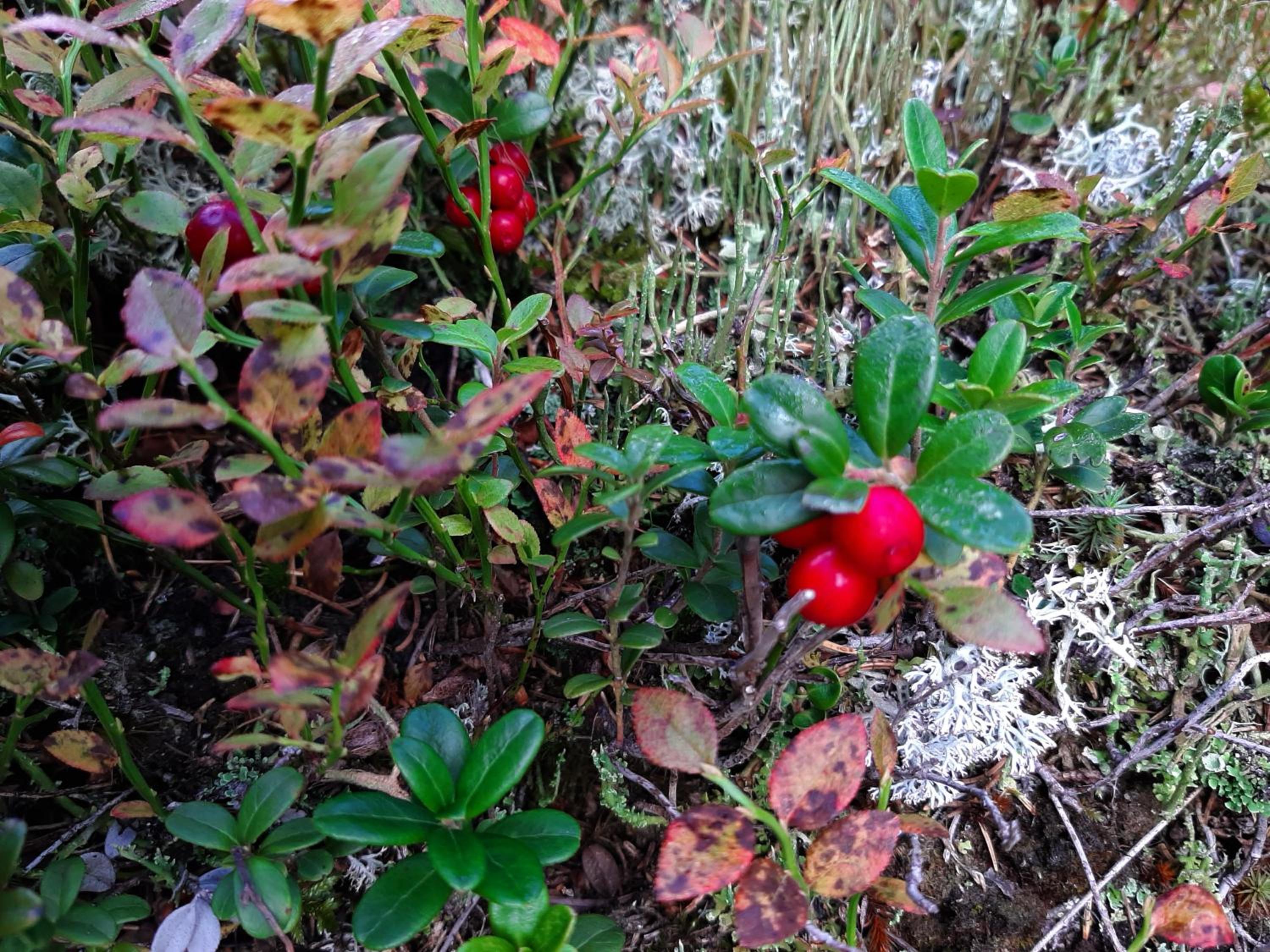 Pension Fürhapter mit Bio- Bauernhof