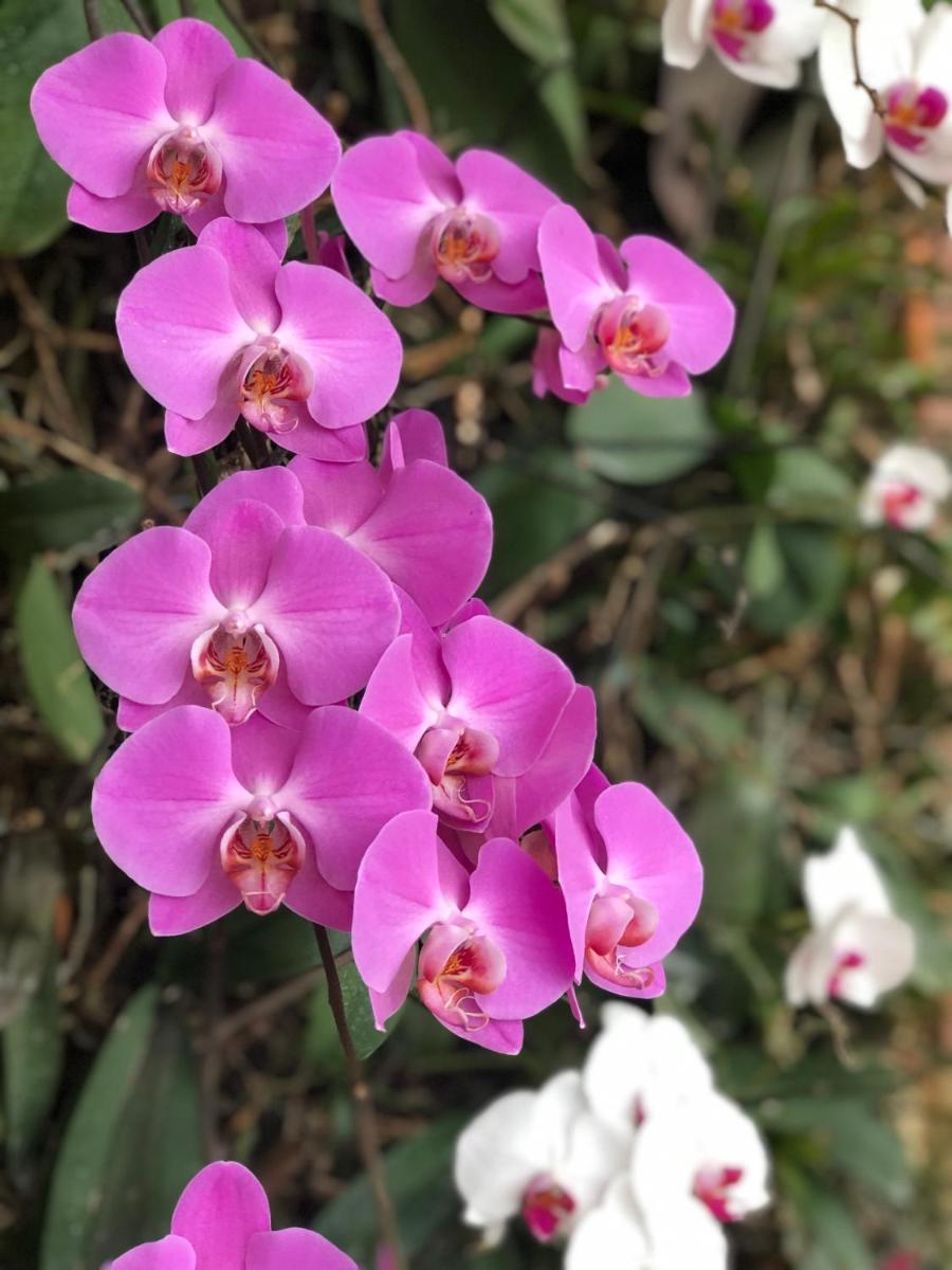 Orquídea Café