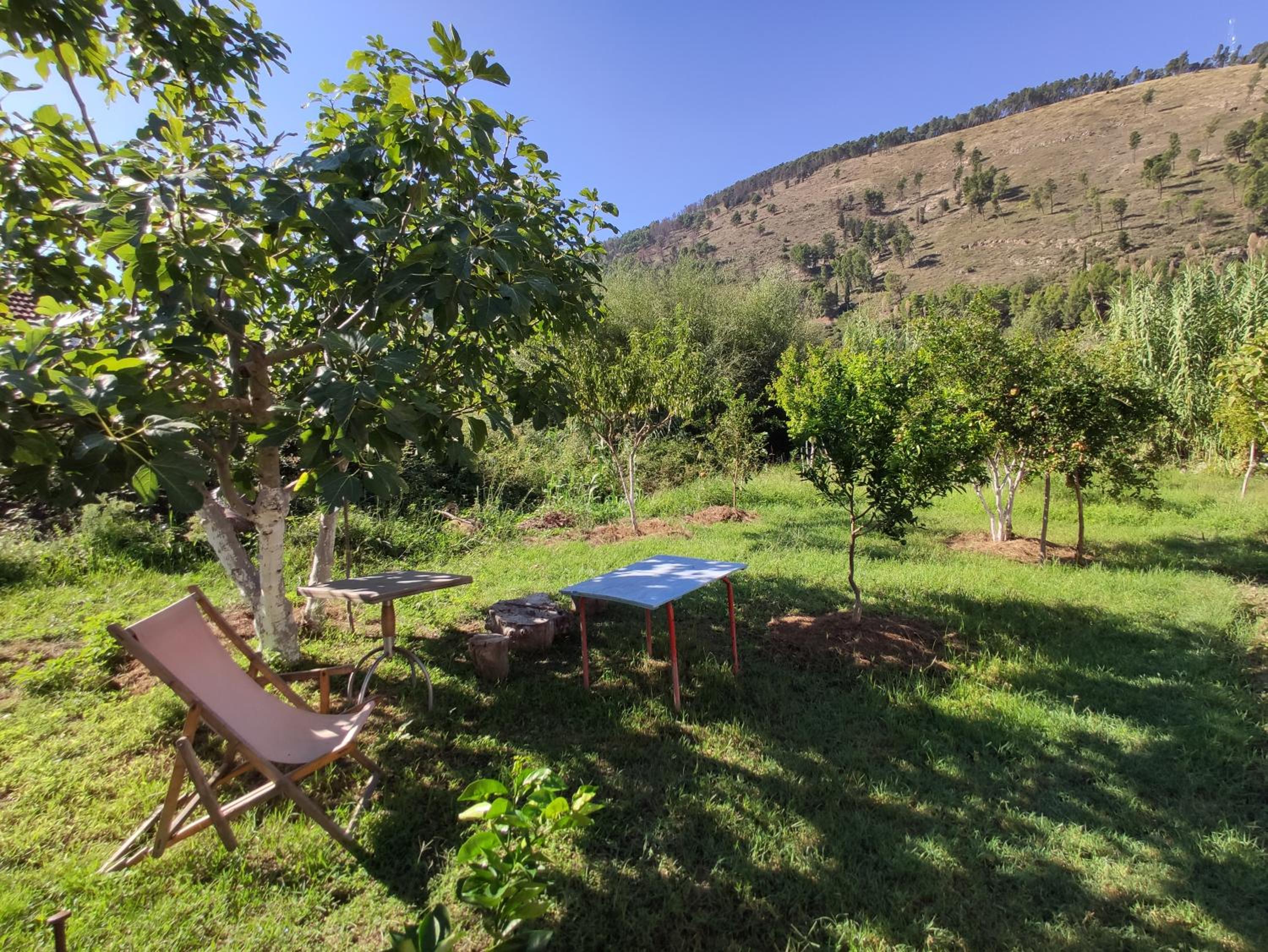Olive B&B