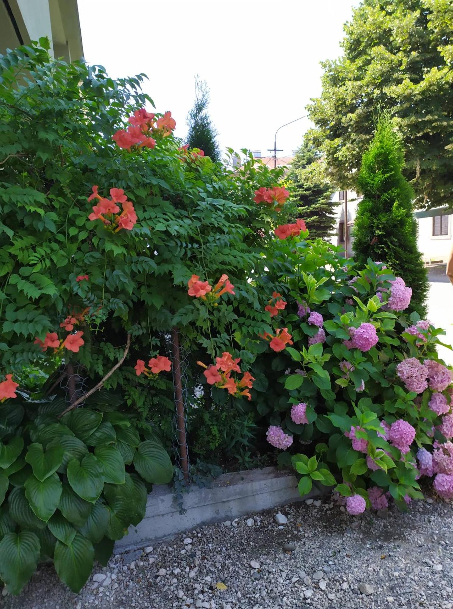 Guest House Pansion 10 view 5