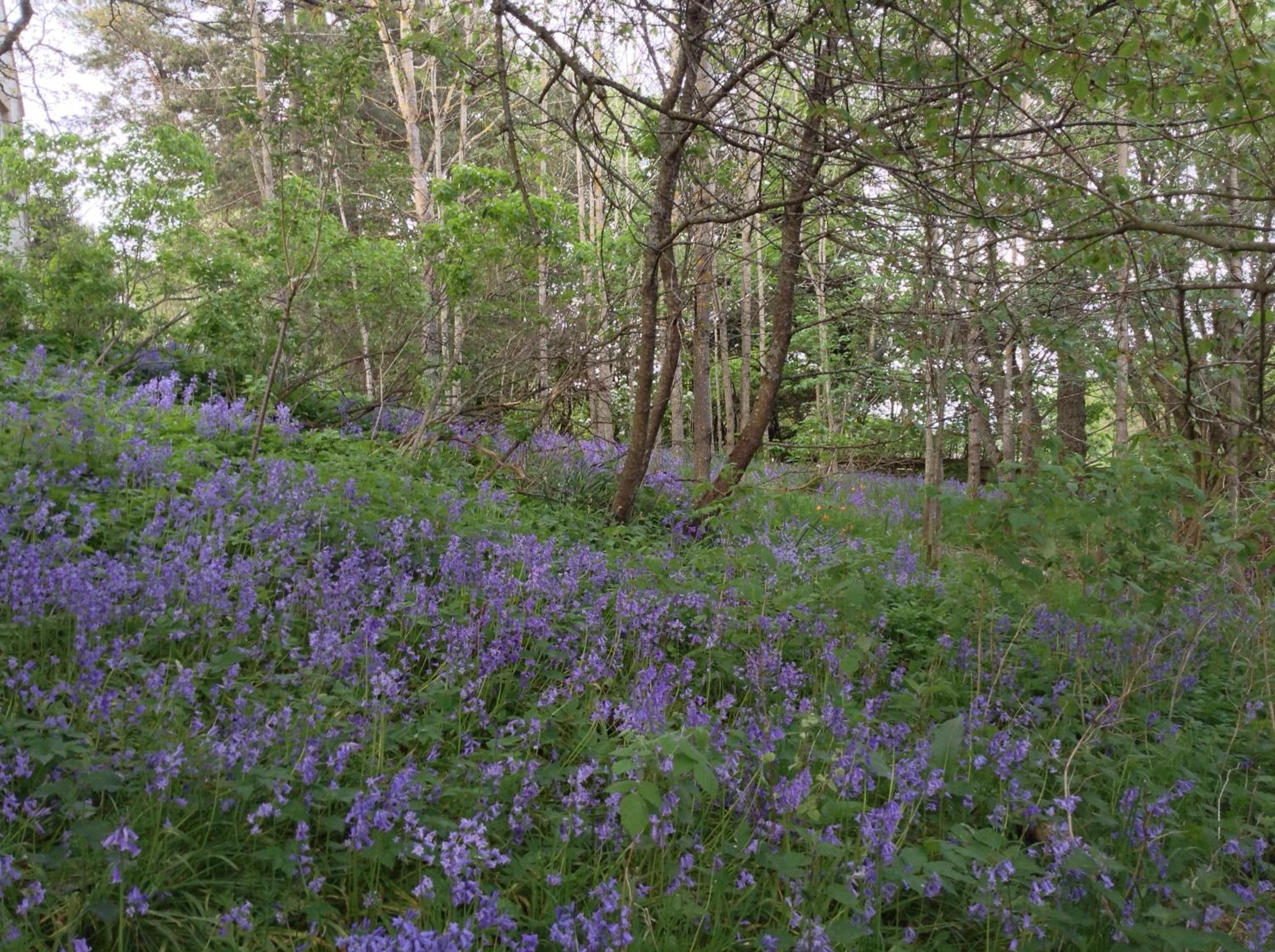 Dower House Newtonmore B&B